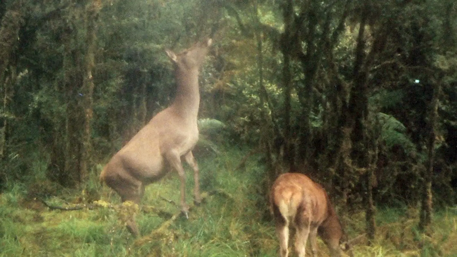 Big read: How deer are destroying Fiordland's forest