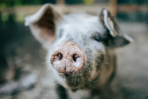 Pig on the loose prompts violent Facebook threat from man concerned about his cats
