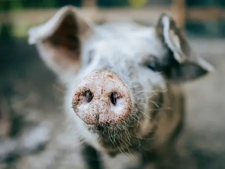 Pig on the loose prompts violent Facebook threat from man concerned about his cats