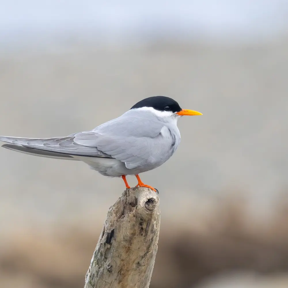 `Precarious future’ of black-fronted terns focus for Waimakariri’s Welcome the Birds celebration
