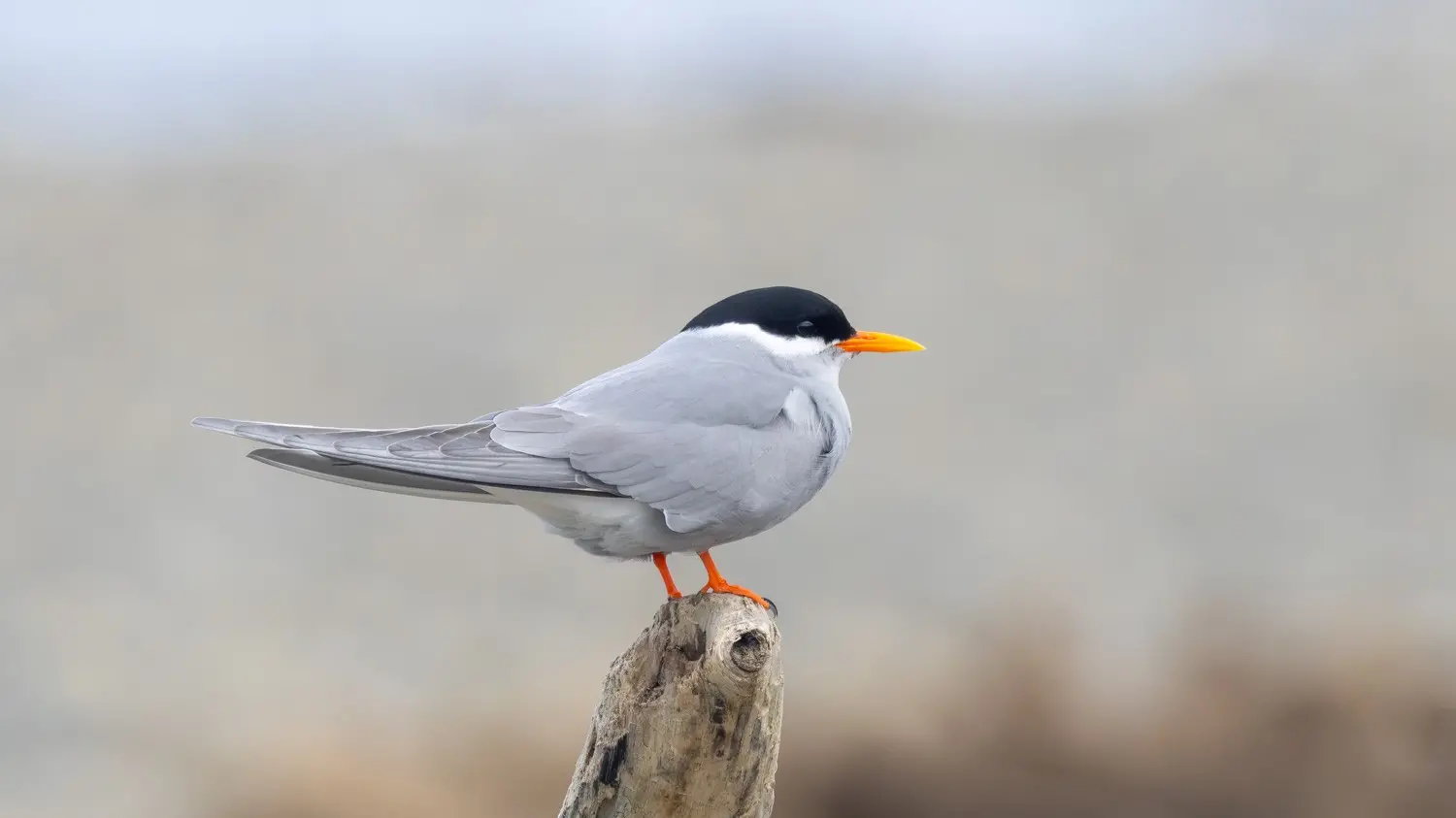 `Precarious future’ of black-fronted terns focus for Waimakariri’s Welcome the Birds celebration