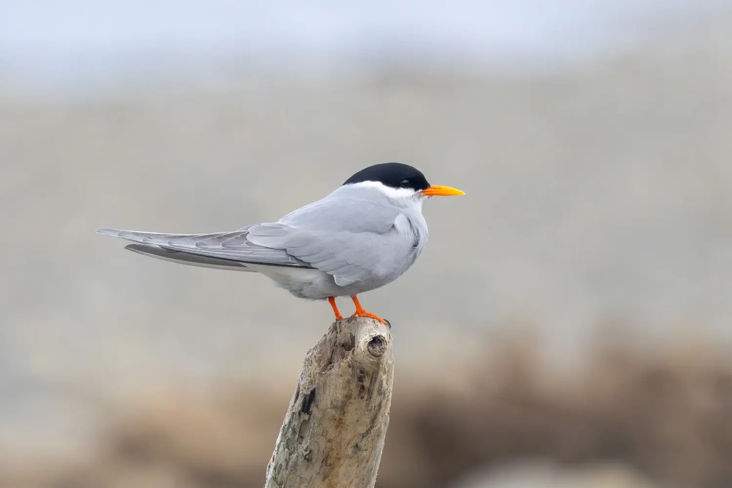 Avian beauty\\u2026  A nationally endangered black-fronted tern/tarapirohe is facing a precarious future with a high risk of extinction. PHOTO: GRANT DAVEY, ASHLEY-RAKAHURI RIVERCARE GROUP