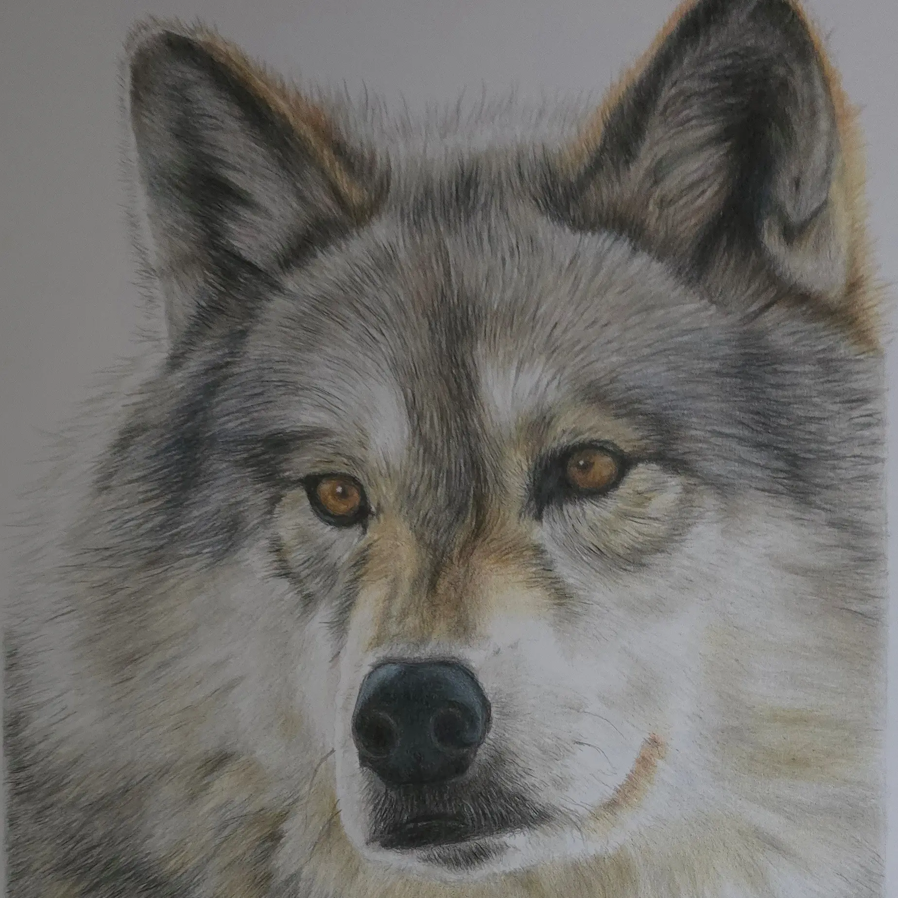 Loburn artist's work to be auctioned in US to support gray wolves
