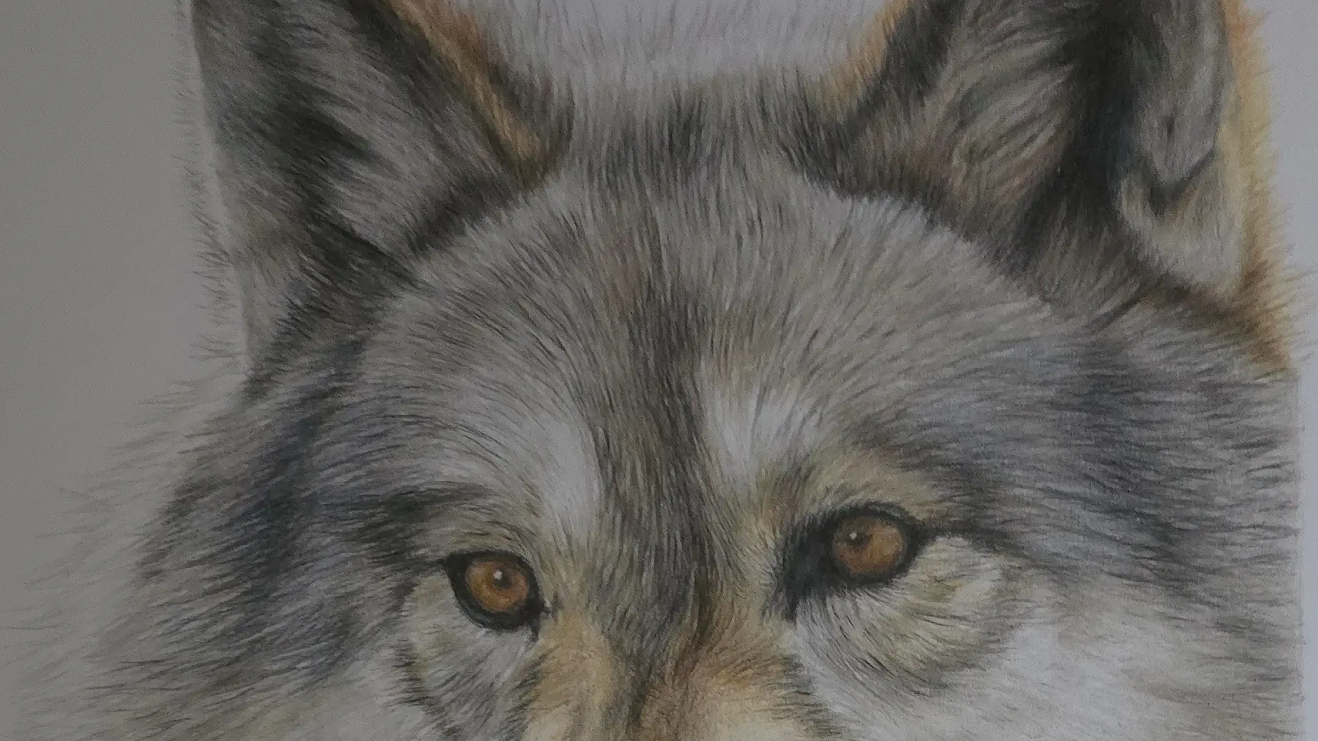 Loburn artist's work to be auctioned in US to support gray wolves