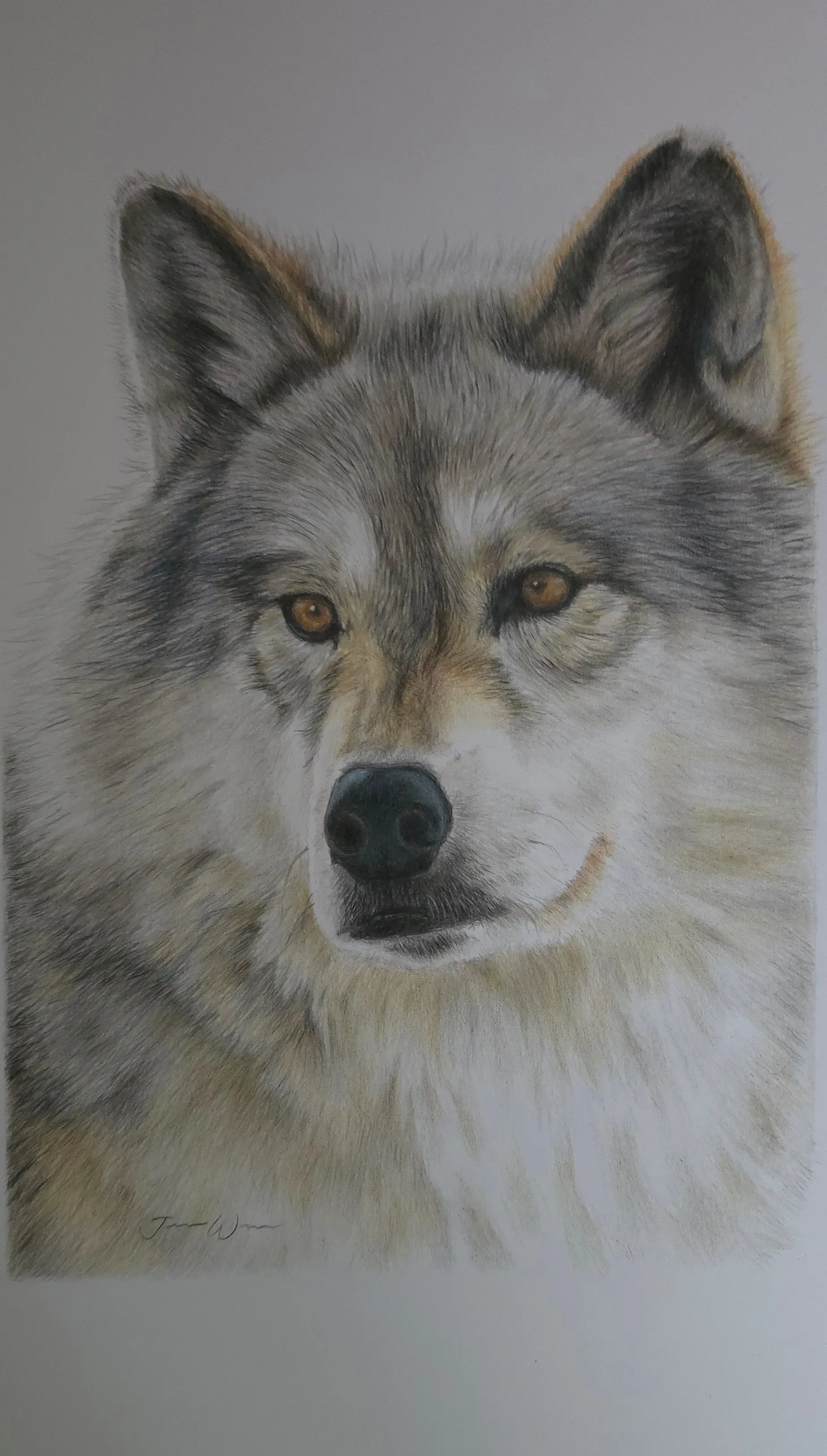 Mesmerising beauty\\u2026 Loburn artist Justine Woosnam\\u2019s drawing of Harlequin, a female gray wolf she fell in love with during a visit to the Grizzly & Wolf Discovery Center in Yellowstone National Park in the United States of America. PHOTO: SUPPLIED