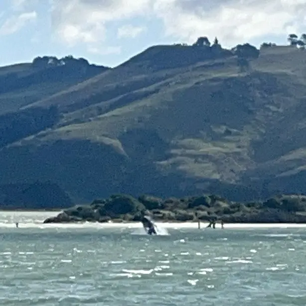 Whale up and about on a windy day