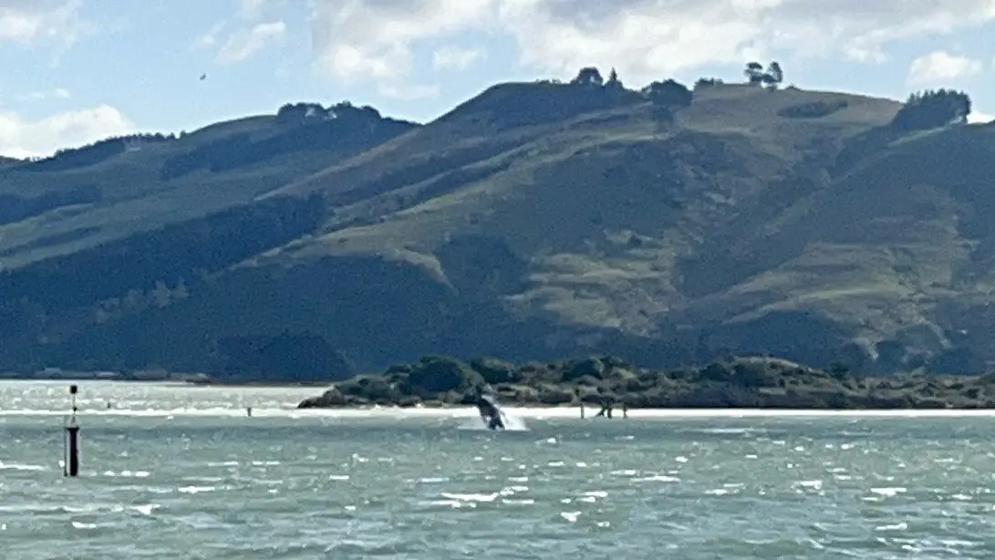 Whale up and about on a windy day