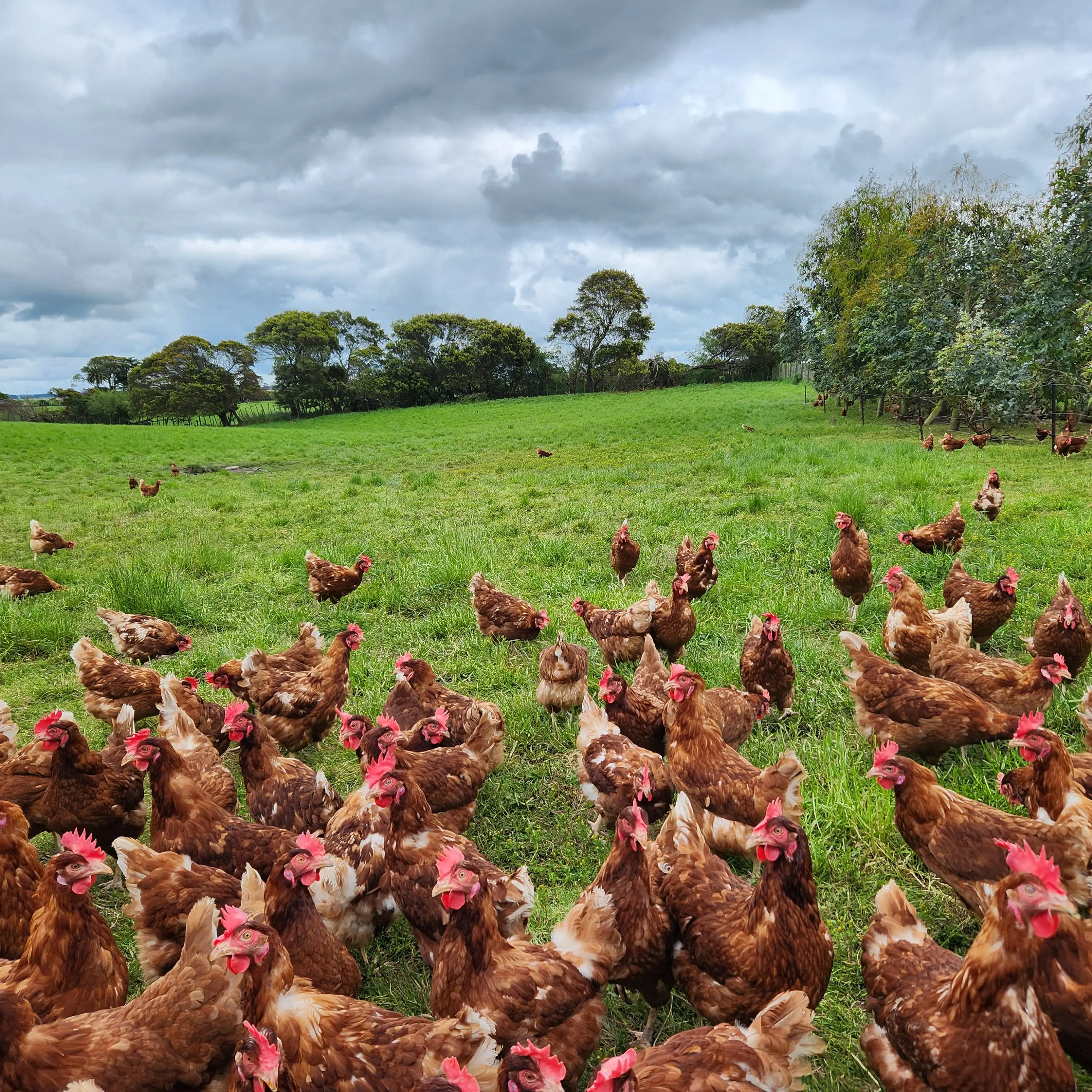 Free-range lockdowns used to manage risk amid bird flu threat