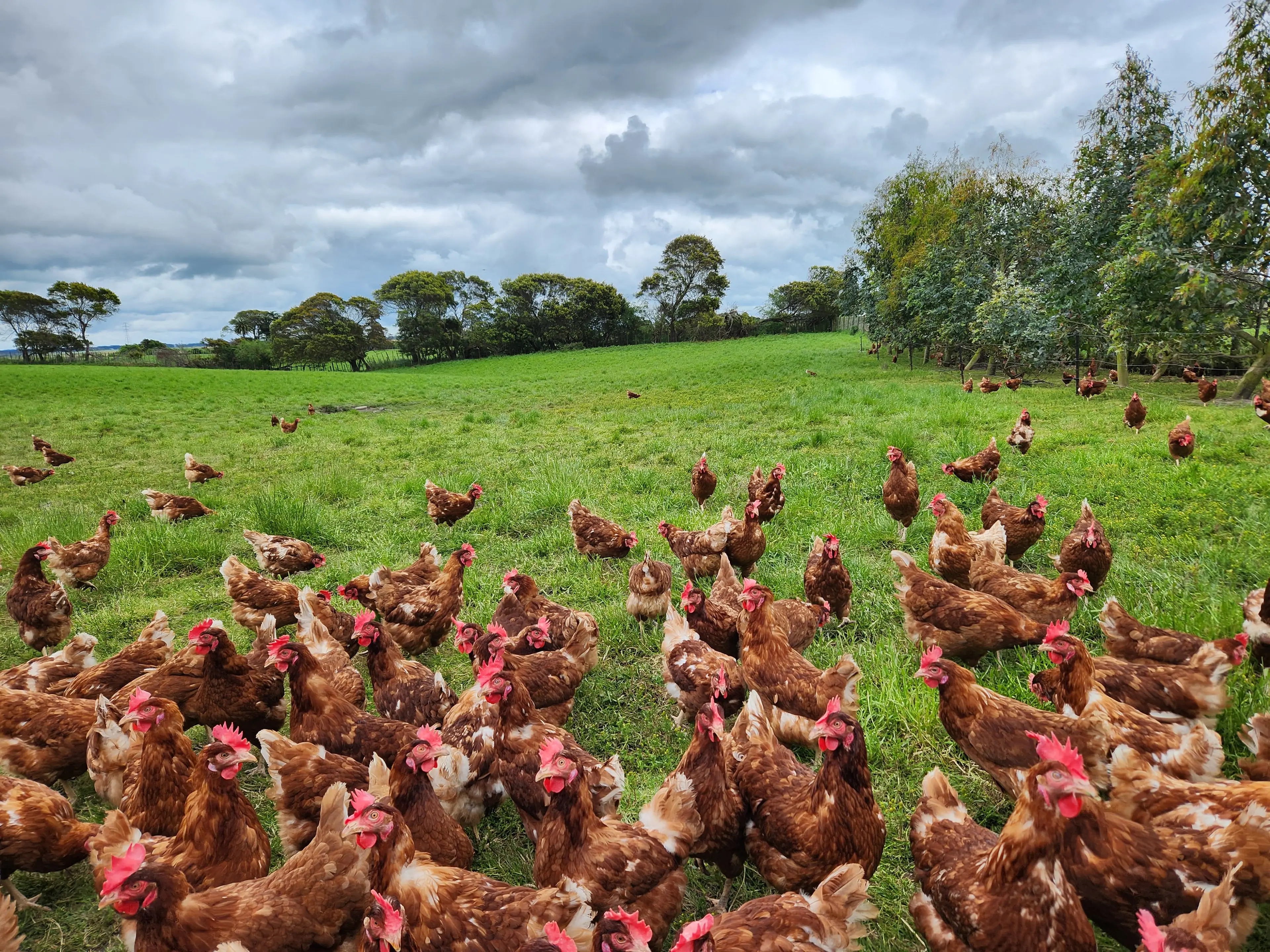 Free-range lockdowns used to manage risk amid bird flu threat