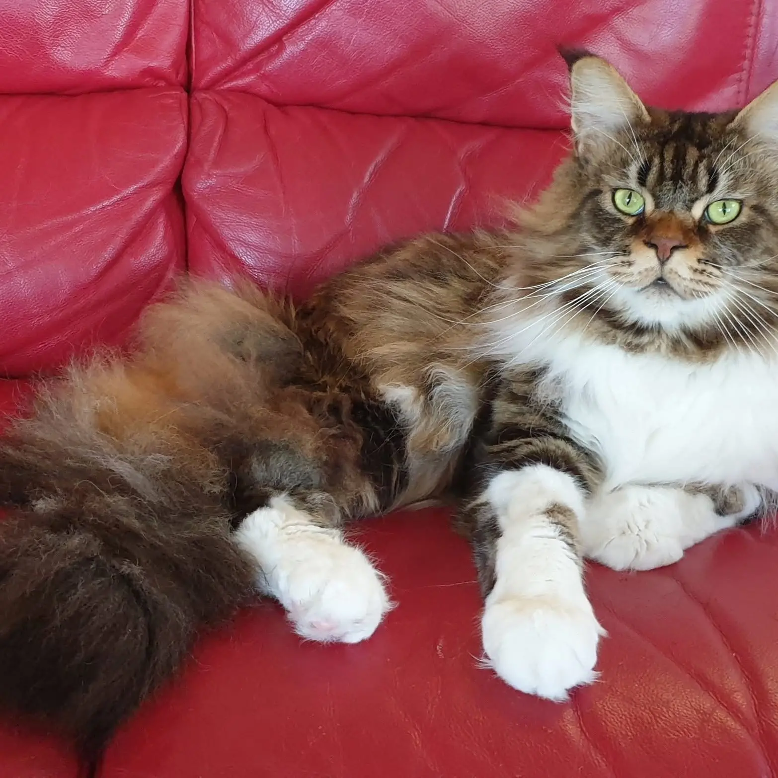 Cool cats on show as club celebrates 50th birthday