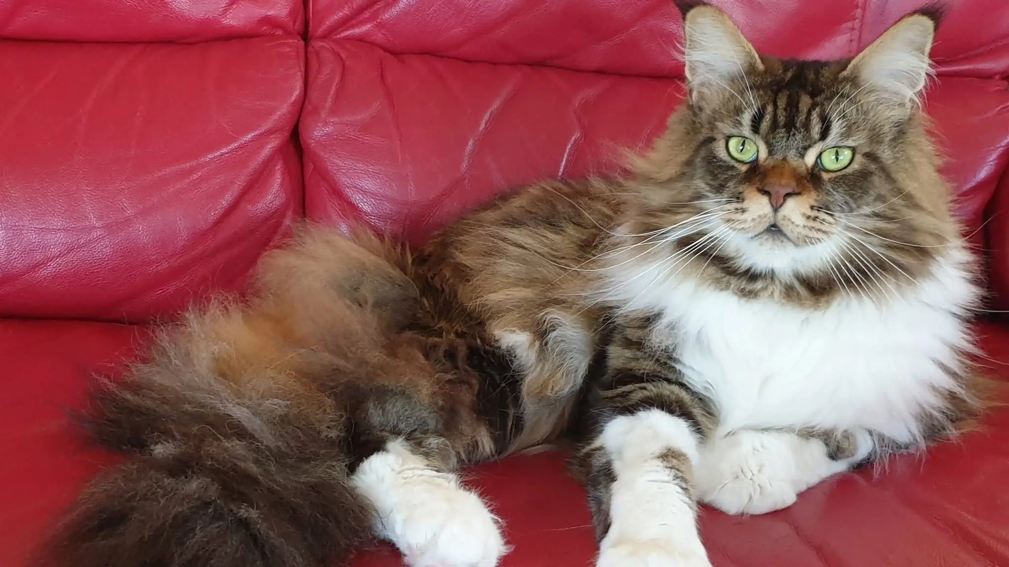 Cool cats on show as club celebrates 50th birthday