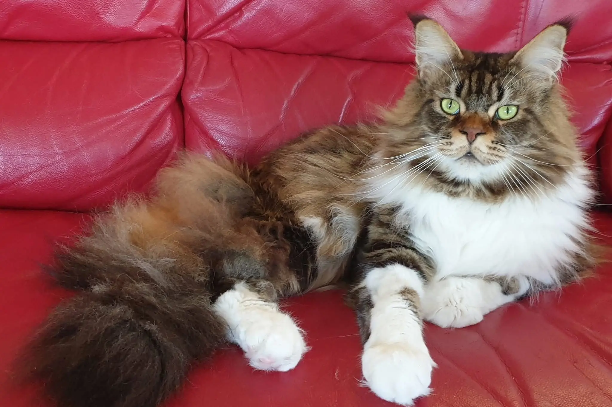 CAPTION: (Star4CatShow.jpg)\\nGorgeous creature . . . Maine Coon cat Nigel (Vladimir Limerick), from breeder Vicki Walls, will be available for pats and cuddles in Jase\\'s Cuddle Corner at the Southern \\nCross All Breeds Cat Club Show on September 13. PHOTO: SUPPLIED