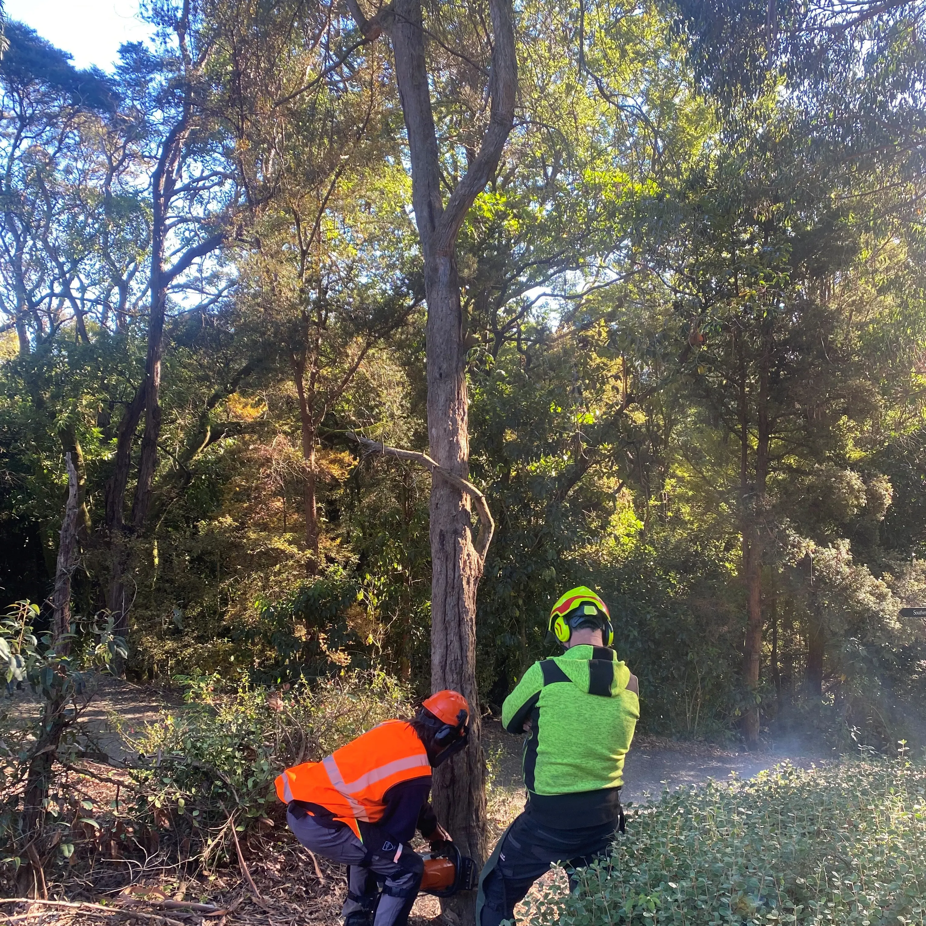 Chainsaw safety paramount