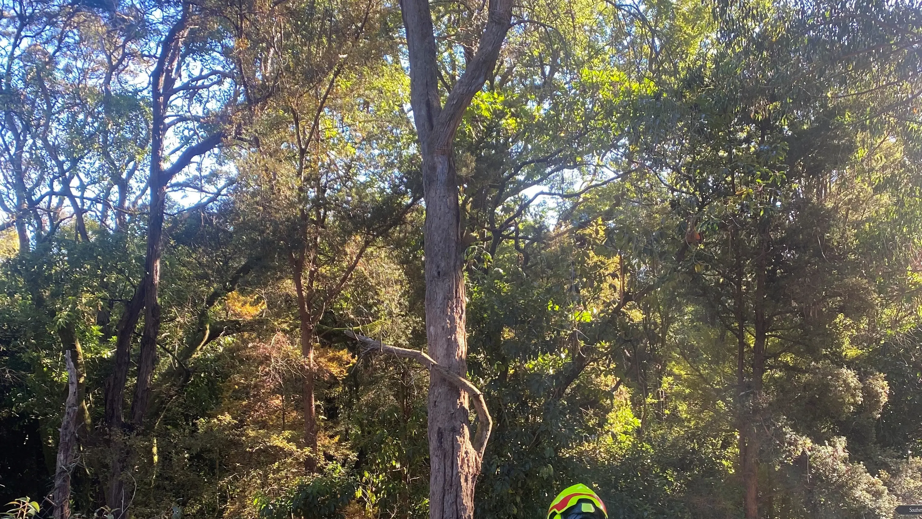Chainsaw safety paramount