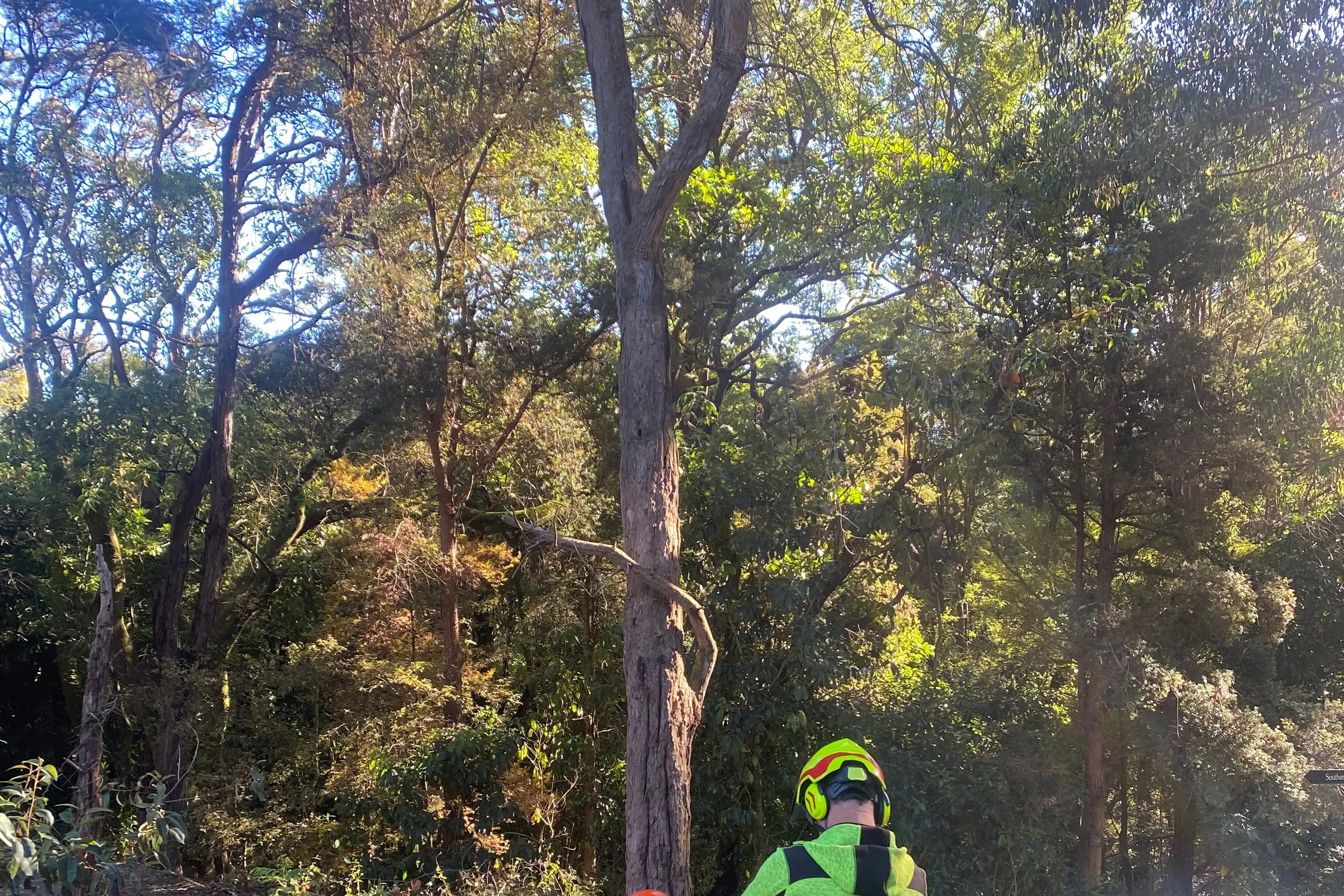 Dunedin Botanic Garden apprentices train on safe use of chainsaws. Photo: Atha Guerra
