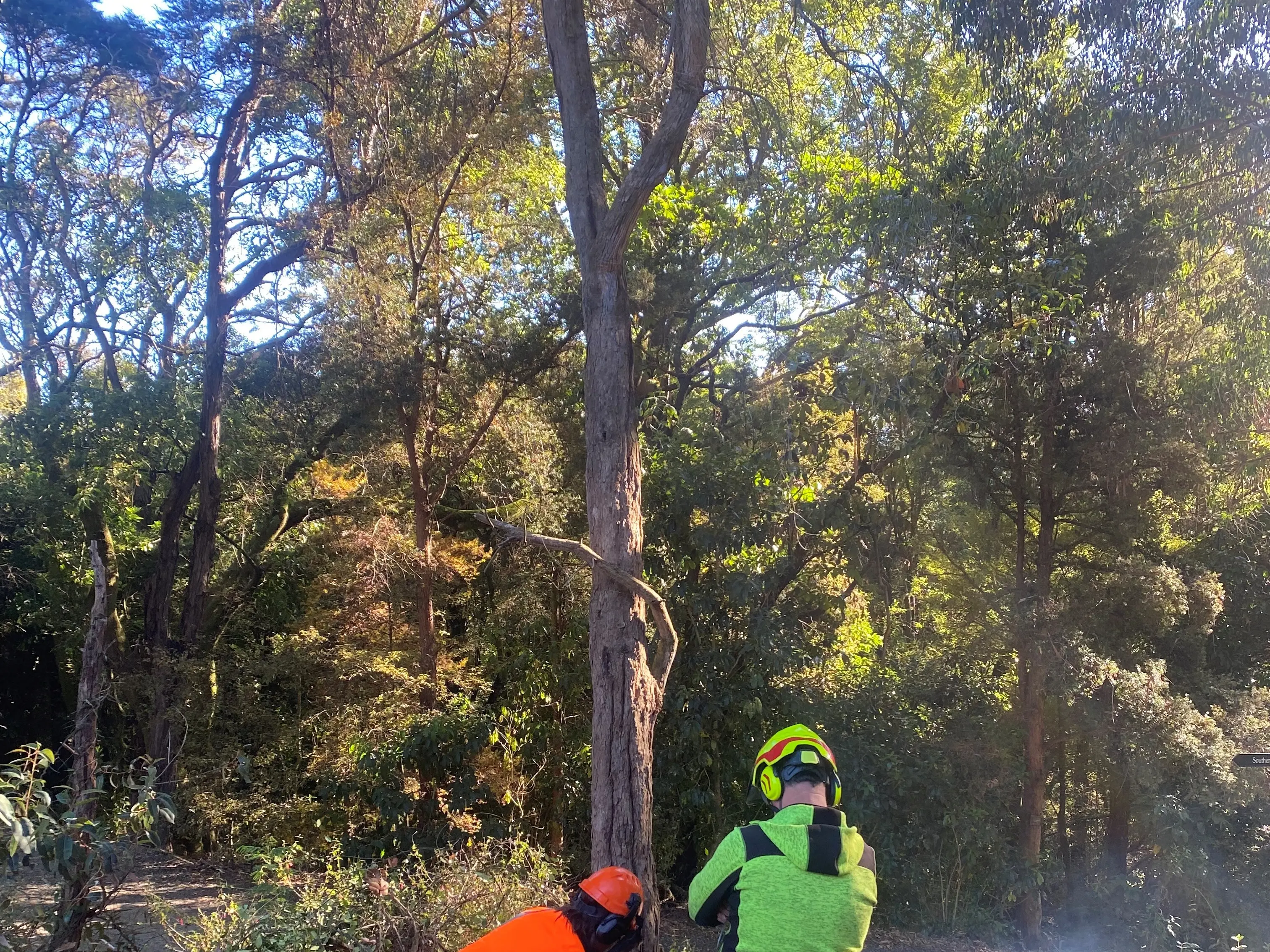 Chainsaw safety paramount