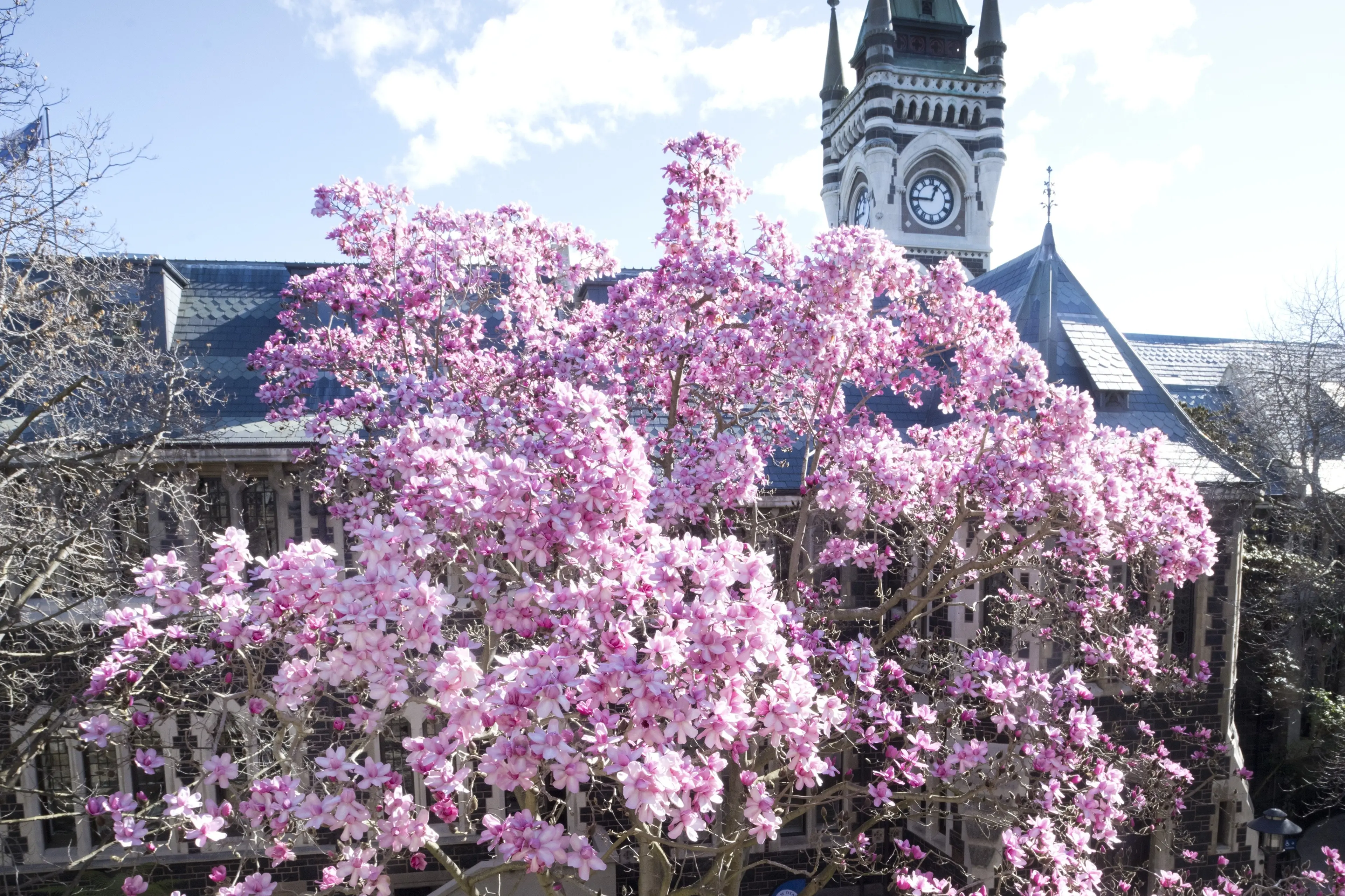 The quadrangle magnolia, signalling the arrival of an important month in the student year. Photo: Gerard O\\'Brien