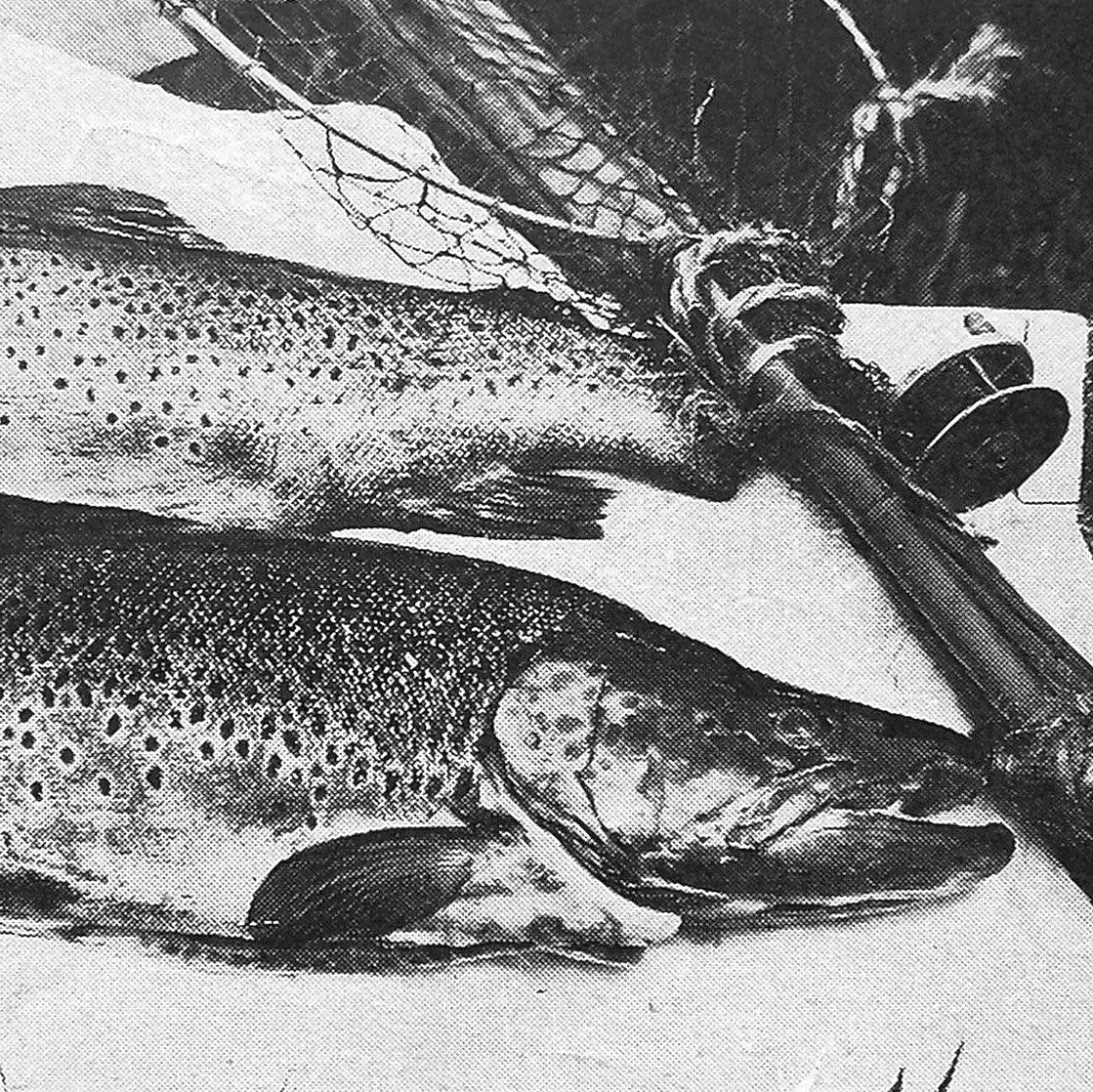The capricious trout