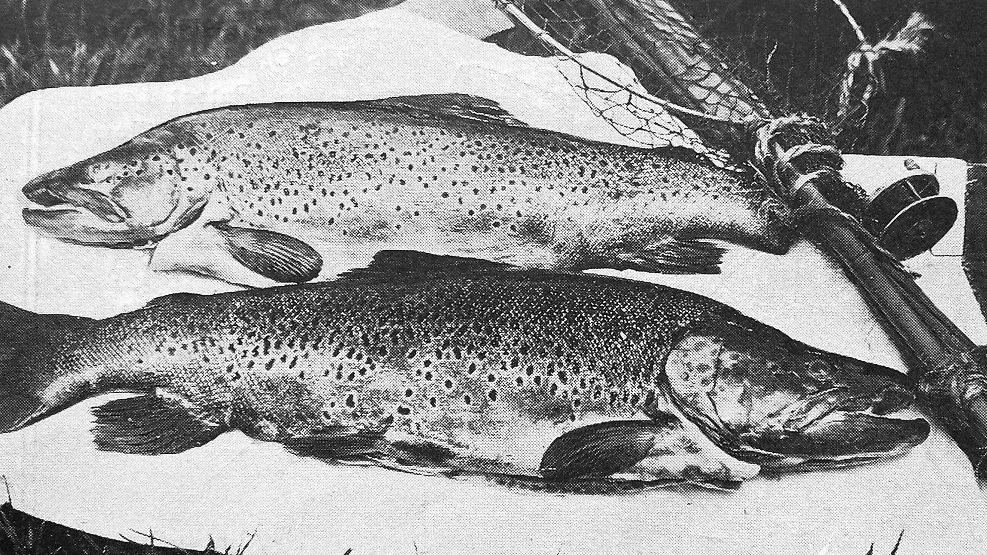 The capricious trout