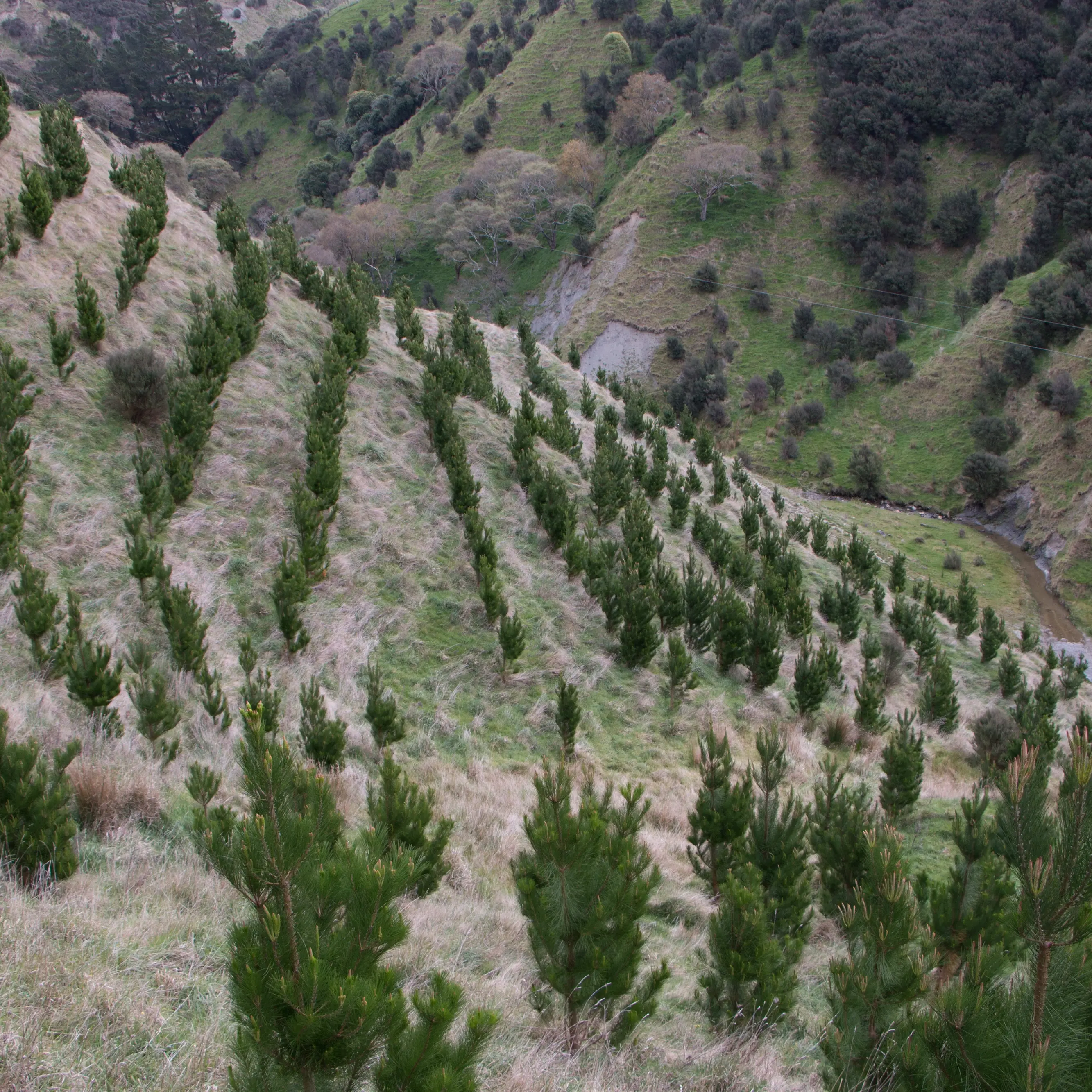 Time to take forestry out of the emissions trading scheme: watchdog