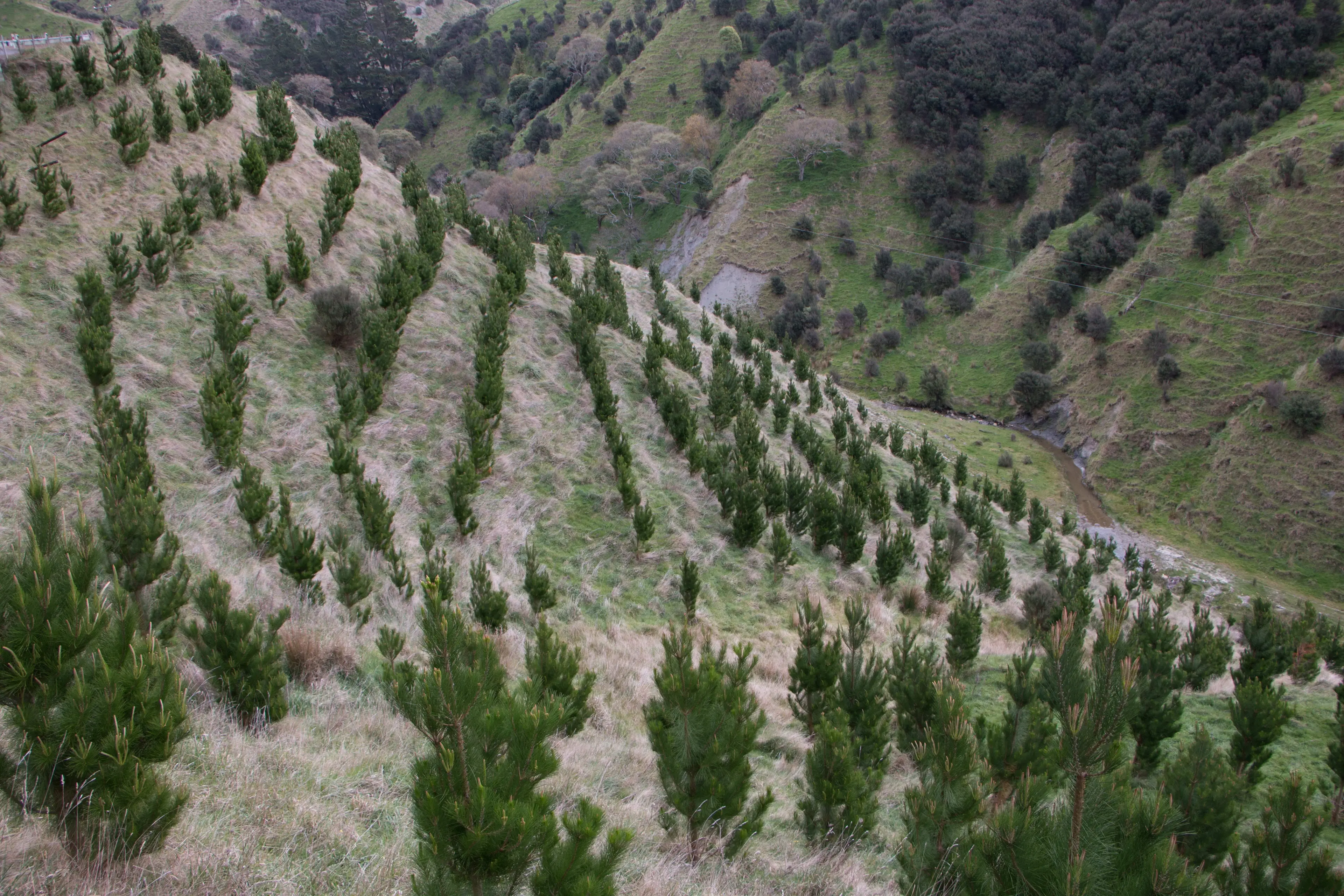 Young radiata pine trees grow on a hillside near Tiraumea, north of Masterton