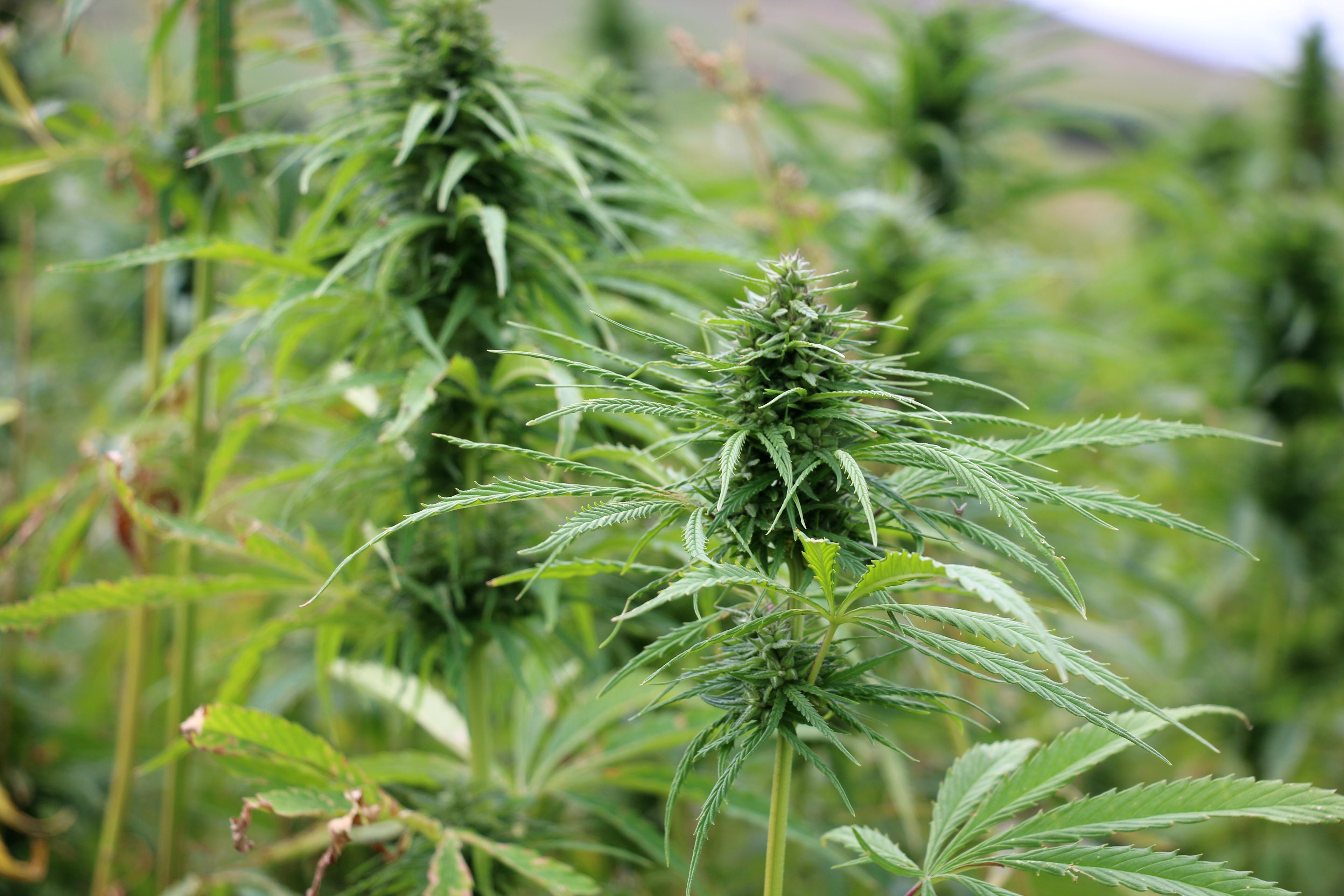 Industrial hemp sector wants more seed in the ground across NZ