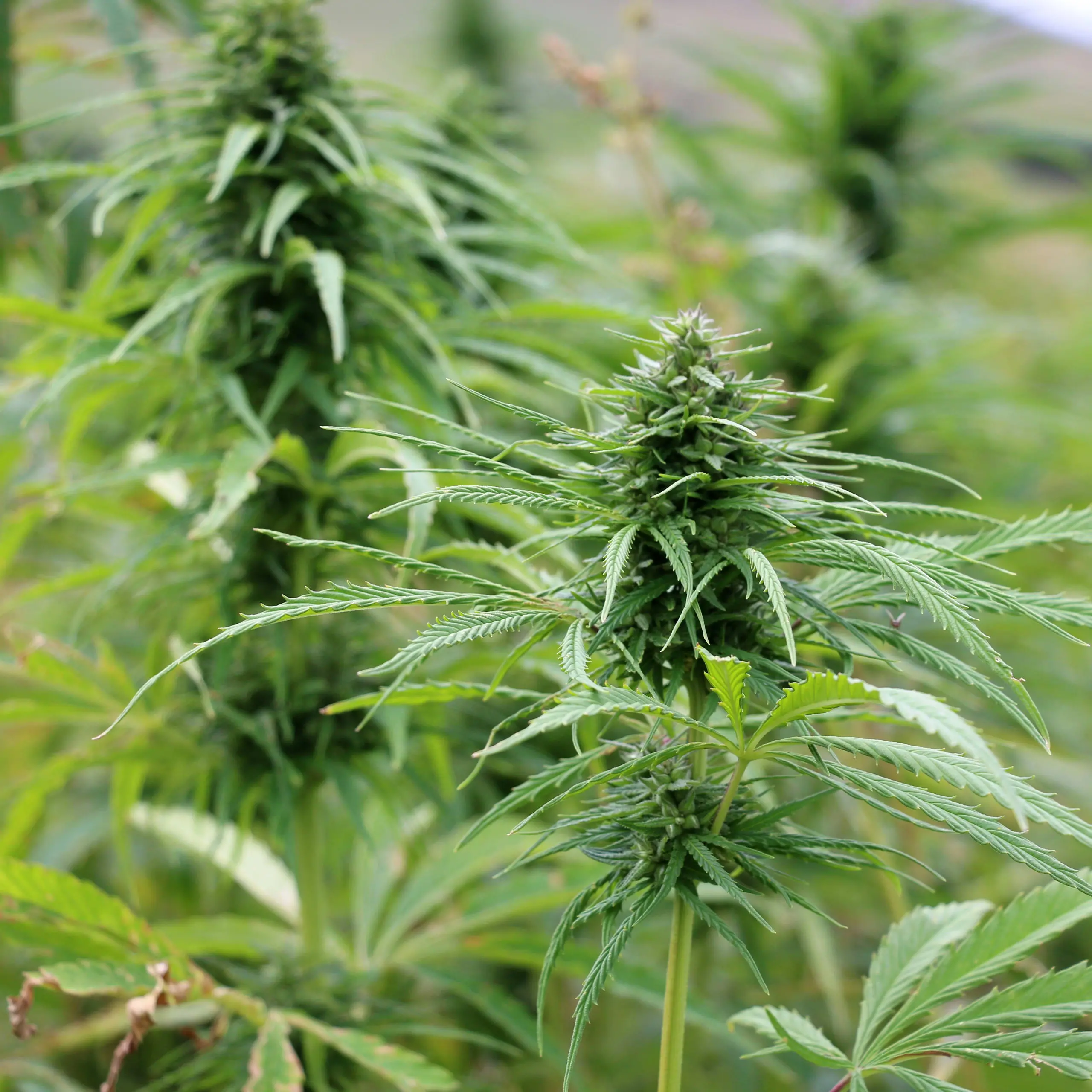 Industrial hemp sector wants more seed in the ground across NZ
