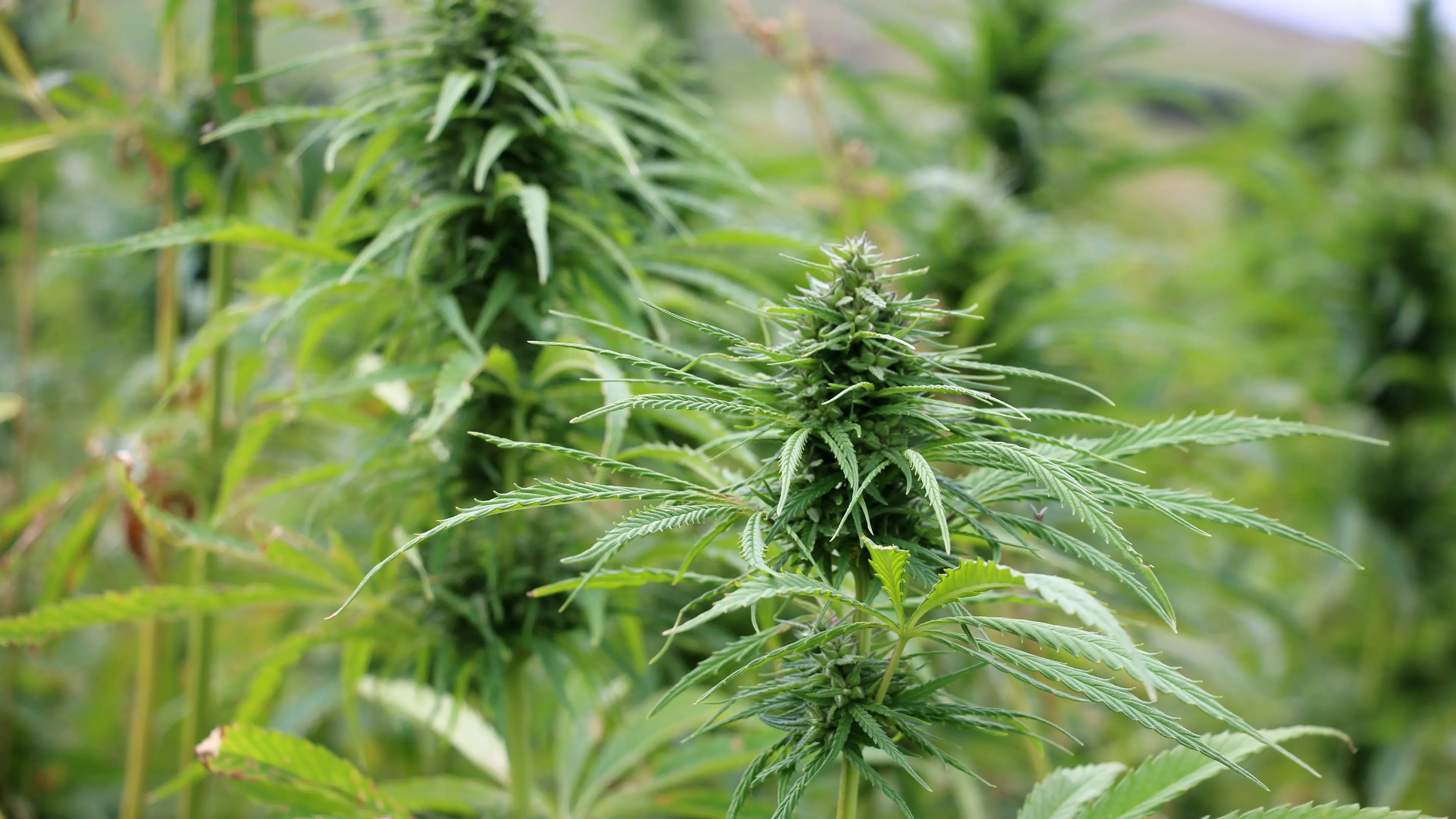 Industrial hemp sector wants more seed in the ground across NZ