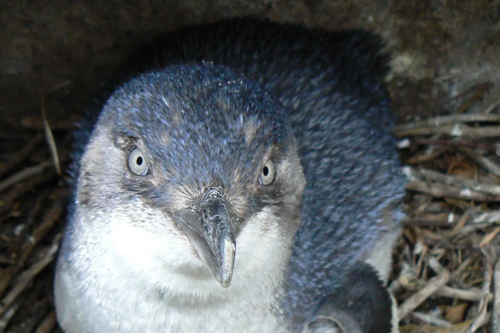 A little penguin at the Waterfront Rd colony. Photo: Oamaru Penguins