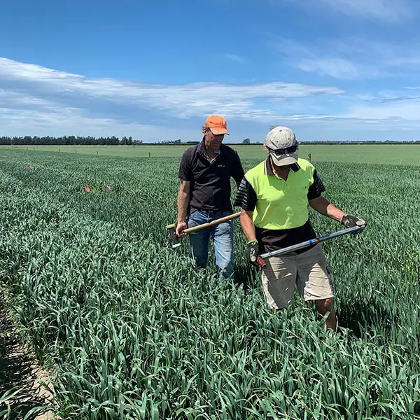 Prepping paddocks for next year