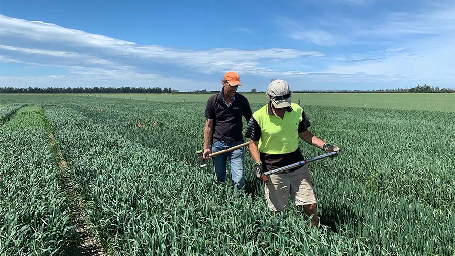 Prepping paddocks for next year