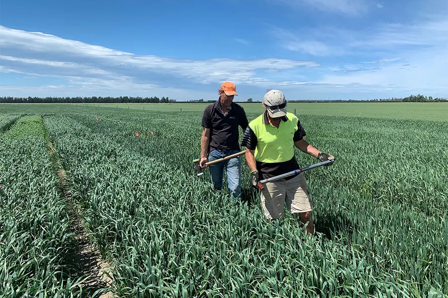Prep paddocks . . .Growing catch crops at the end of the winter grazing season can help soak up leftover nitrogen and support paddock recovery. Photo/ Environment Canterbury