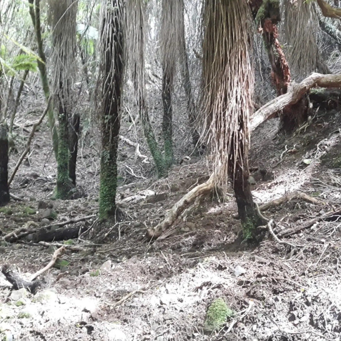 ORC looking to help pest-ridden Catlins farms