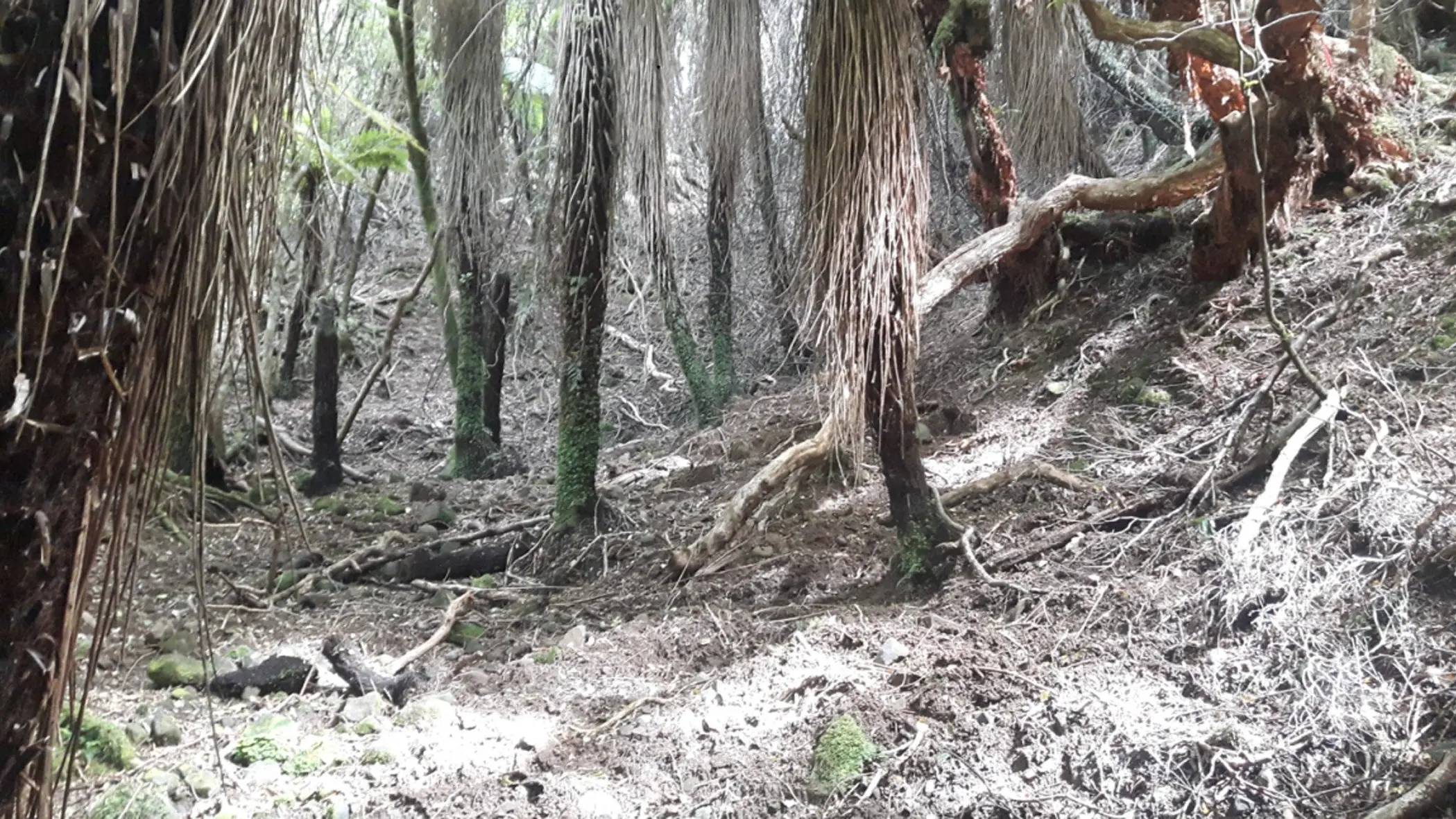 ORC looking to help pest-ridden Catlins farms