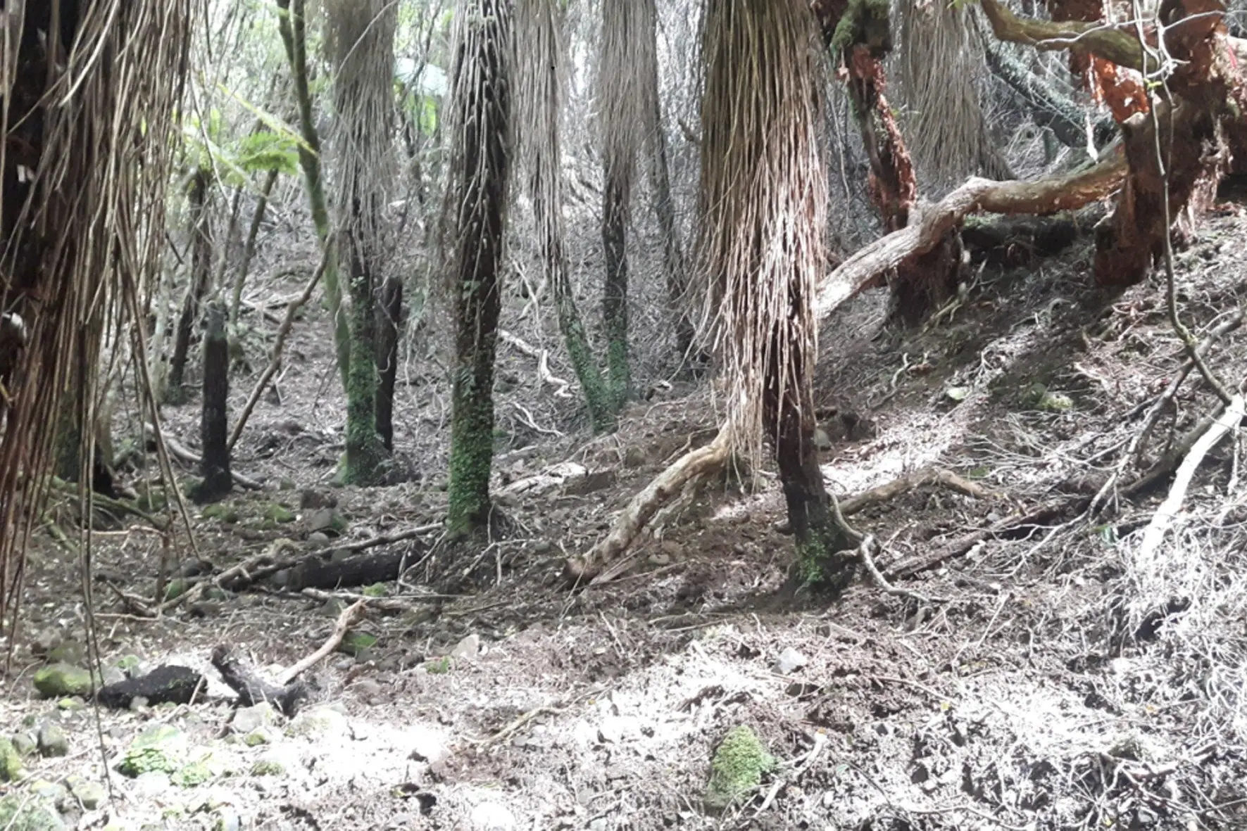 In areas of frequent pig rooting there were no seedlings or saplings. Photo: ORC