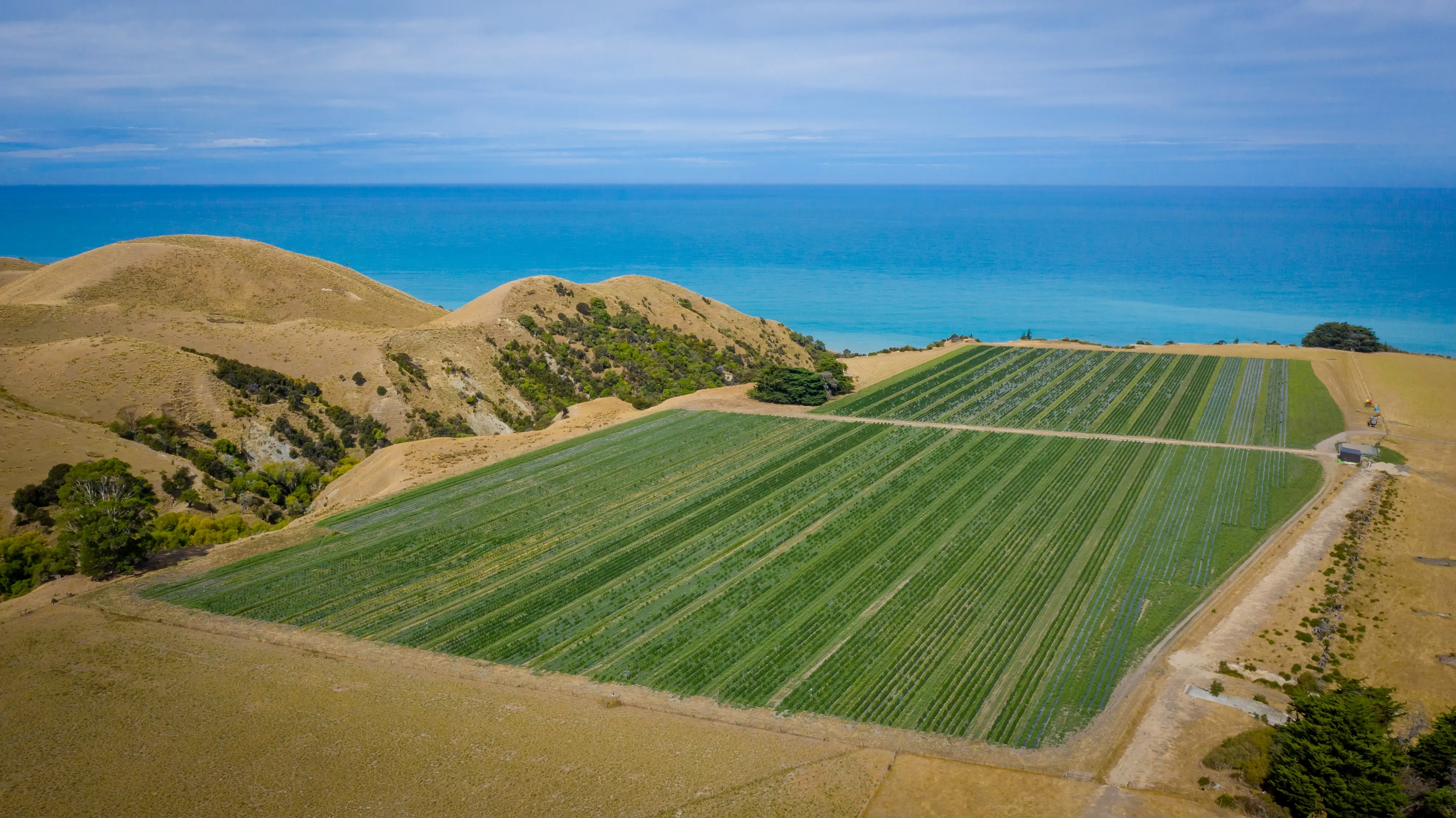 odt.co.nz - Robyn Bristow - New Zealand's largest medicinal cannabis exporter takes home two of the industry's top honours