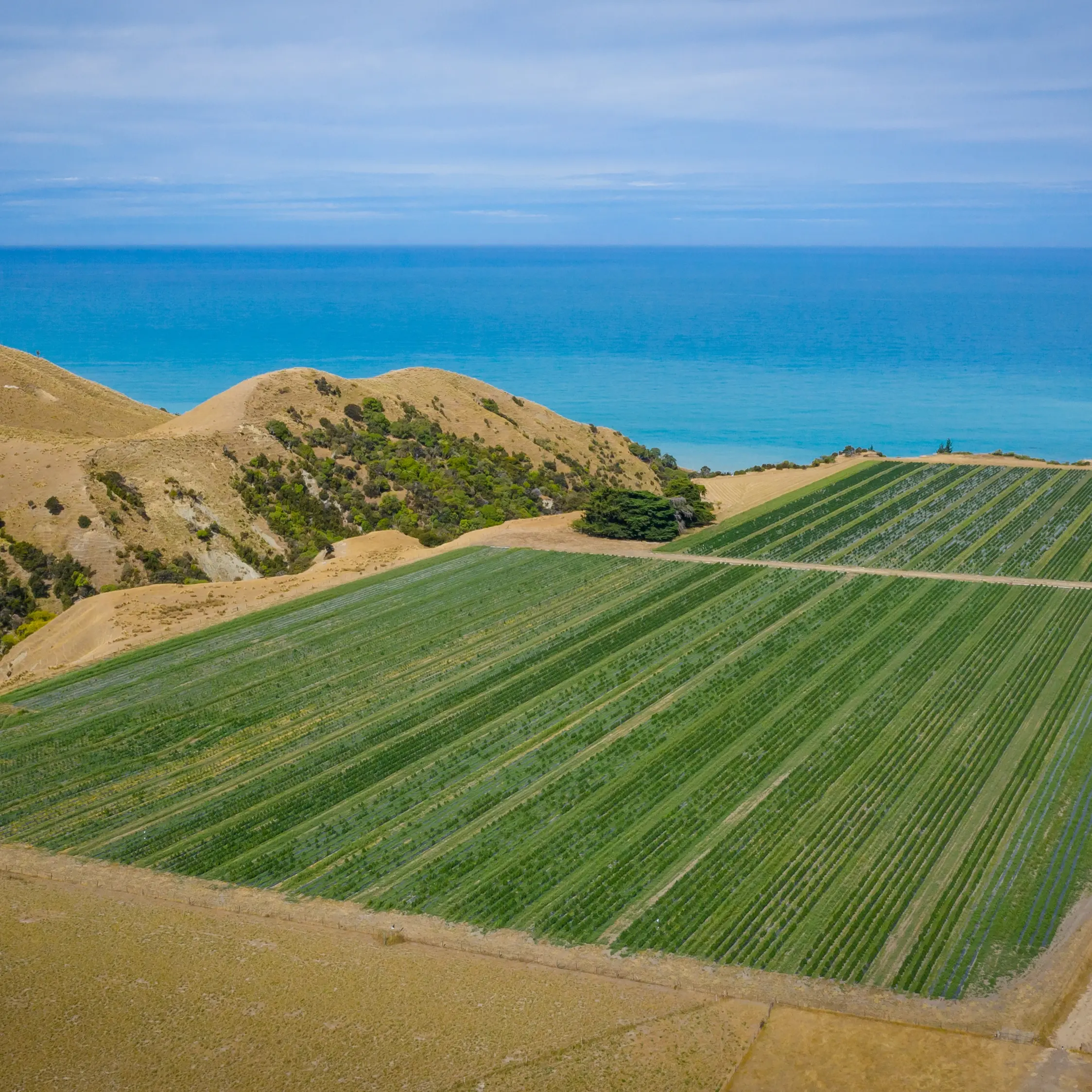 New Zealand's largest medicinal cannabis exporter takes home two of the industry's top honours