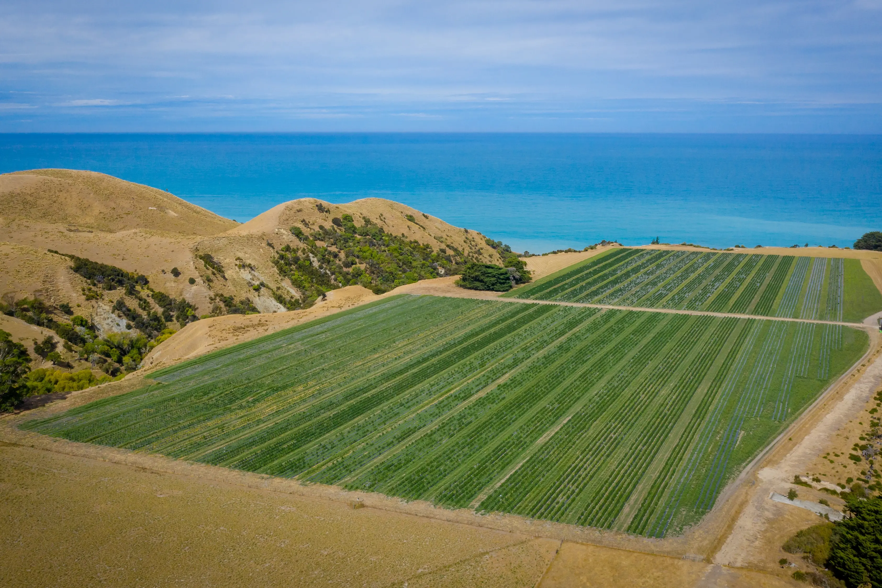 Kekerengu . . . Puro\\'s medicinal cannabis growing site at Kekerengu, north of Kaikoura, one of two growing sites in  Marlborough. Photo: Supplied