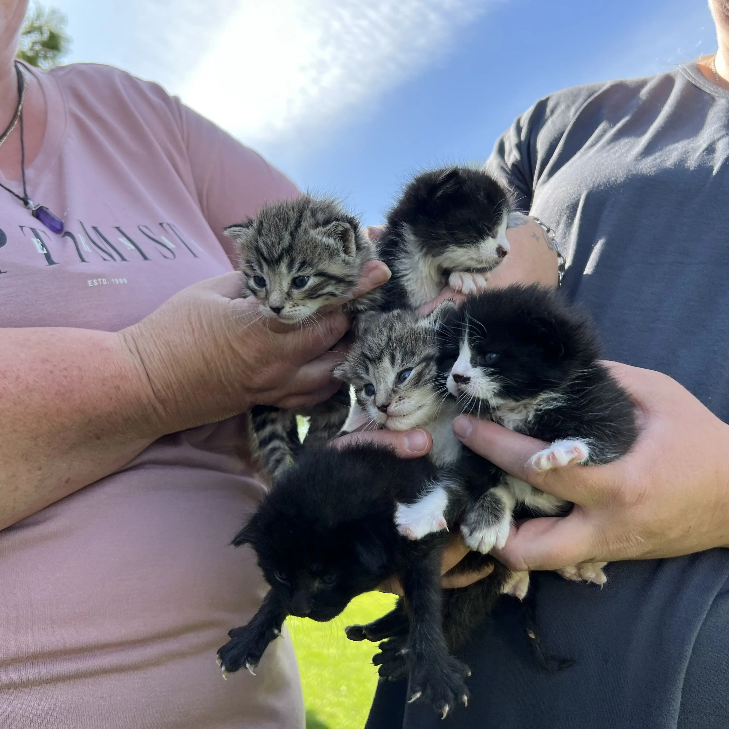 Feline care still available despite temporary closure at rescue centre