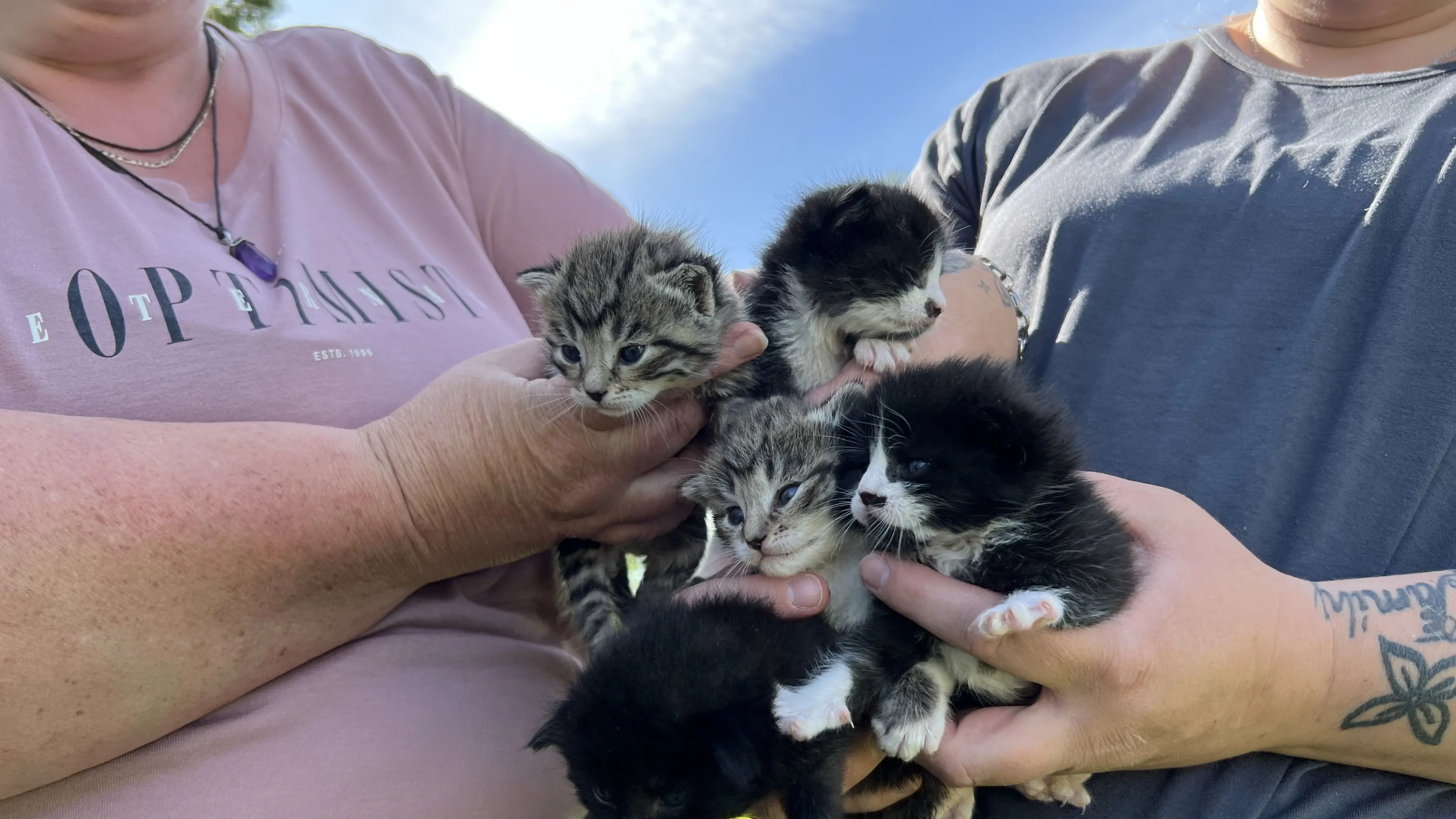 Feline care still available despite temporary closure at rescue centre