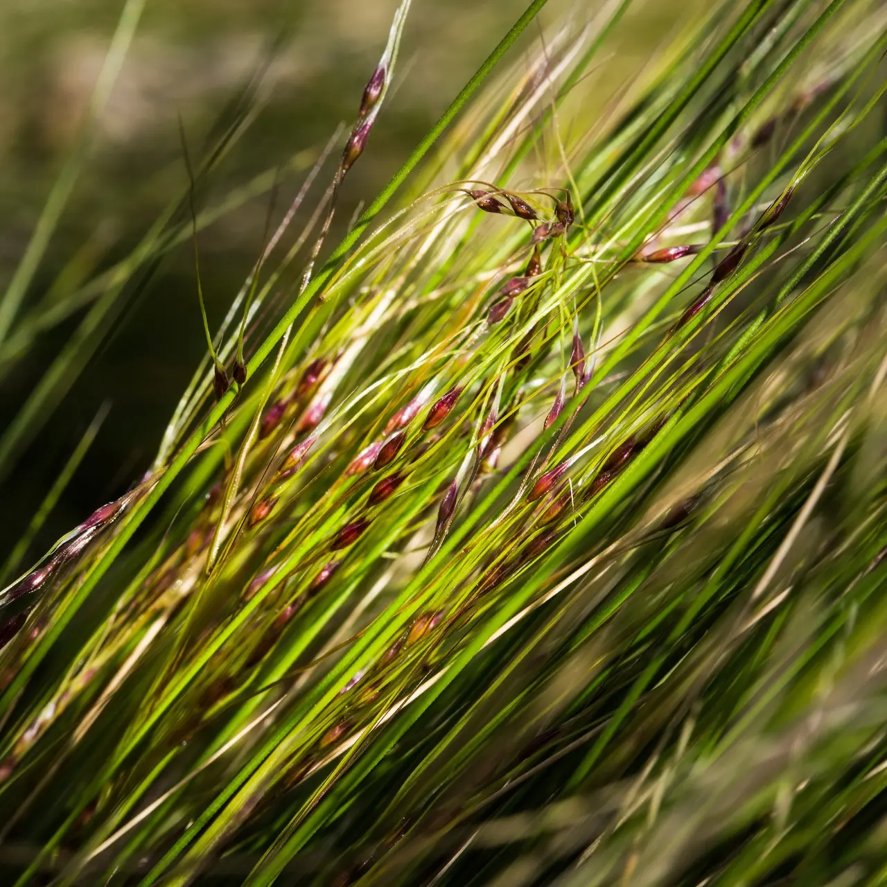Early detection key in fight against nassella tussock