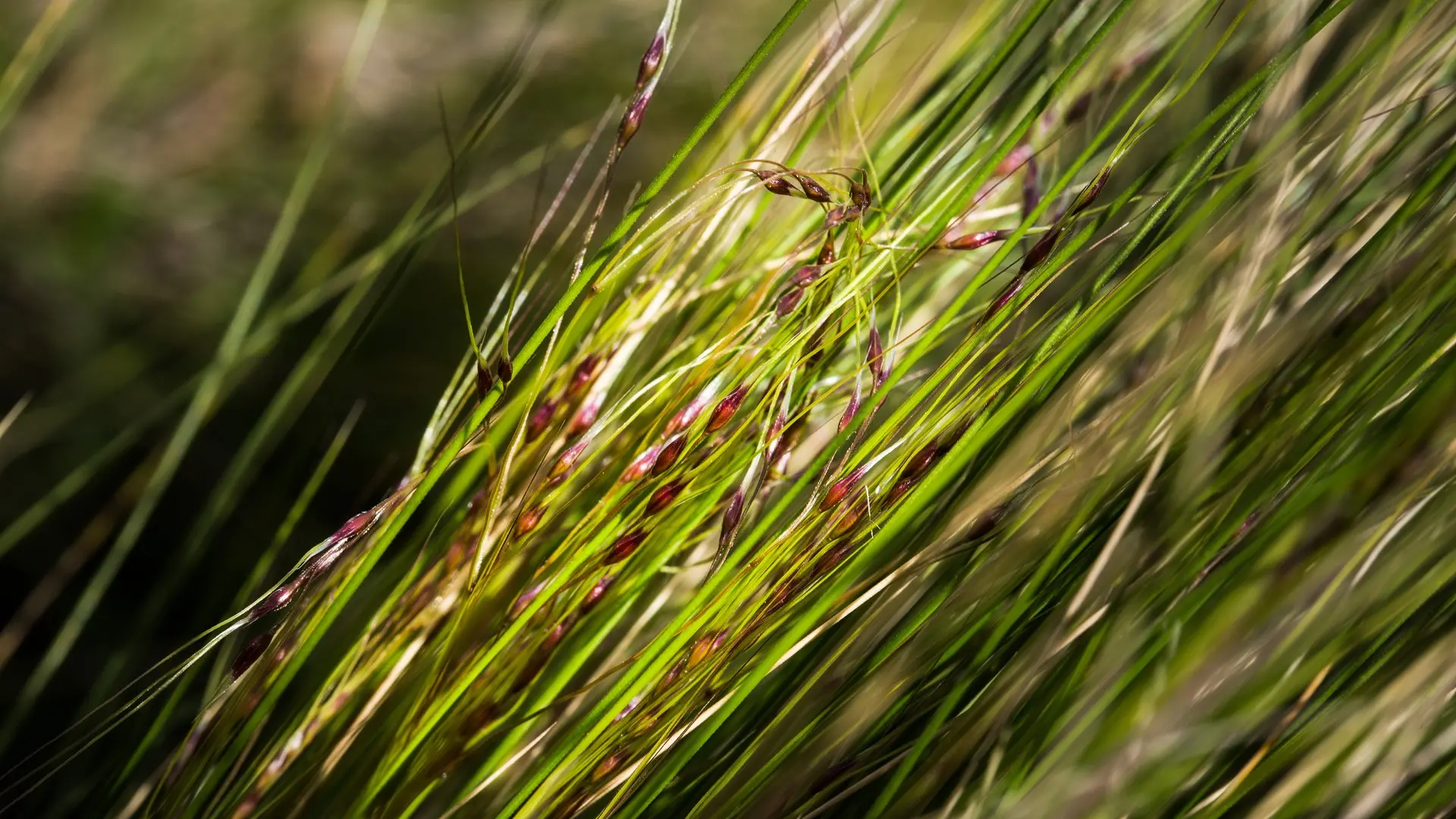 Early detection key in fight against nassella tussock