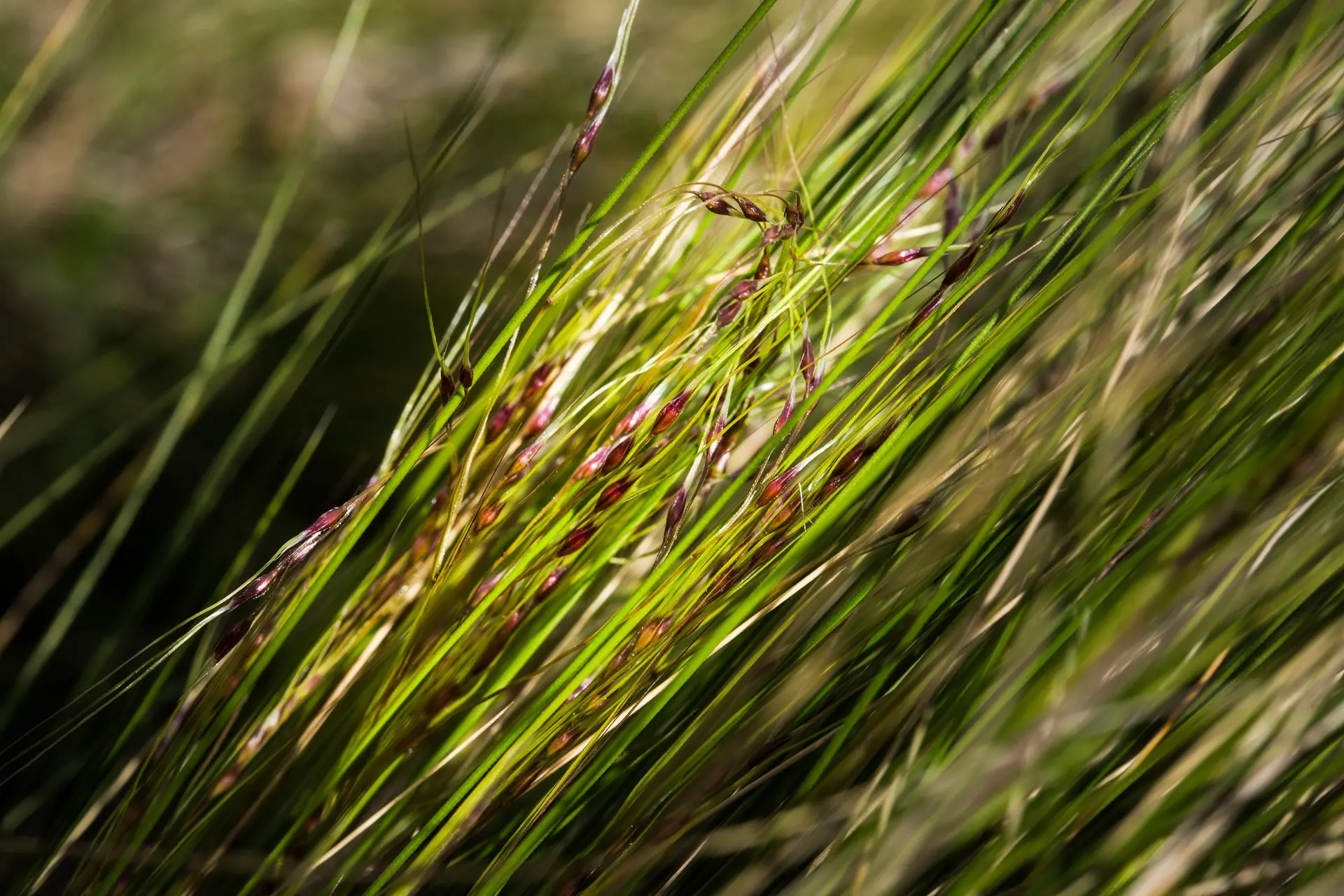 Vigilance called for . . . Rural communities are being urged to keep aneye out for nasella tussock in a bid to halt any new infestations before they become established. Photo: Suppied