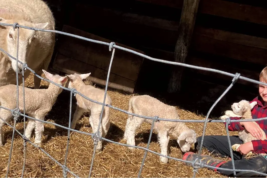 Hendrix Newton (8) holds Tiny Tim, while Muffin tends her other quadruplets. Photo: Jan Finlayson