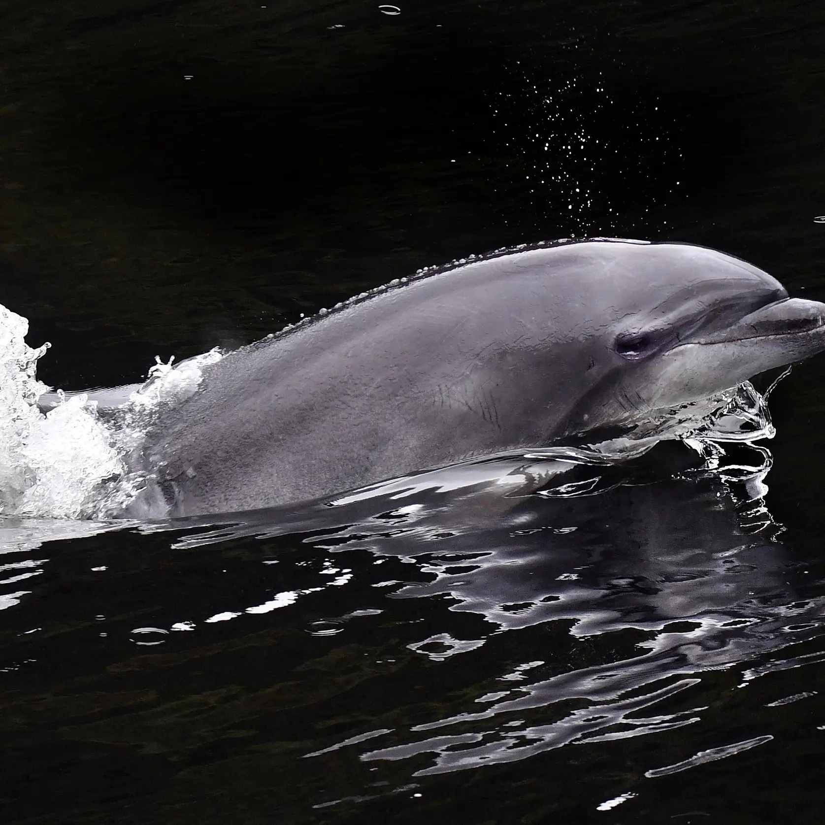 More protection needed to save Fiordland dolphins