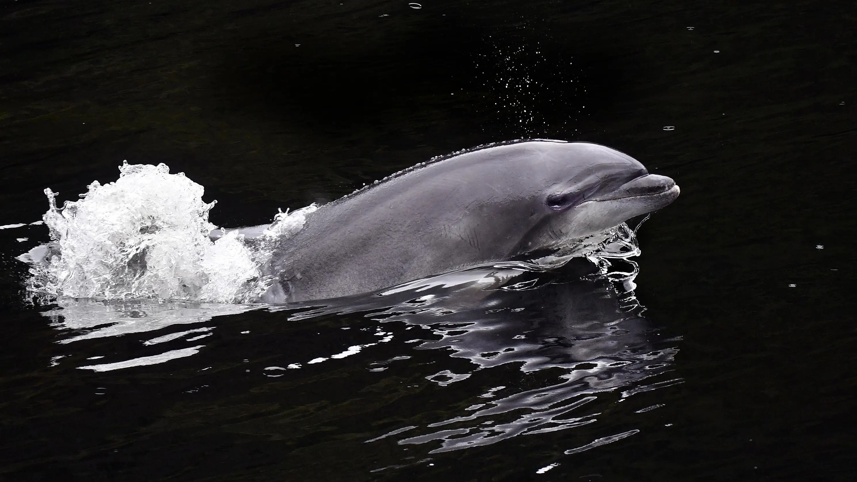 More protection needed to save Fiordland dolphins