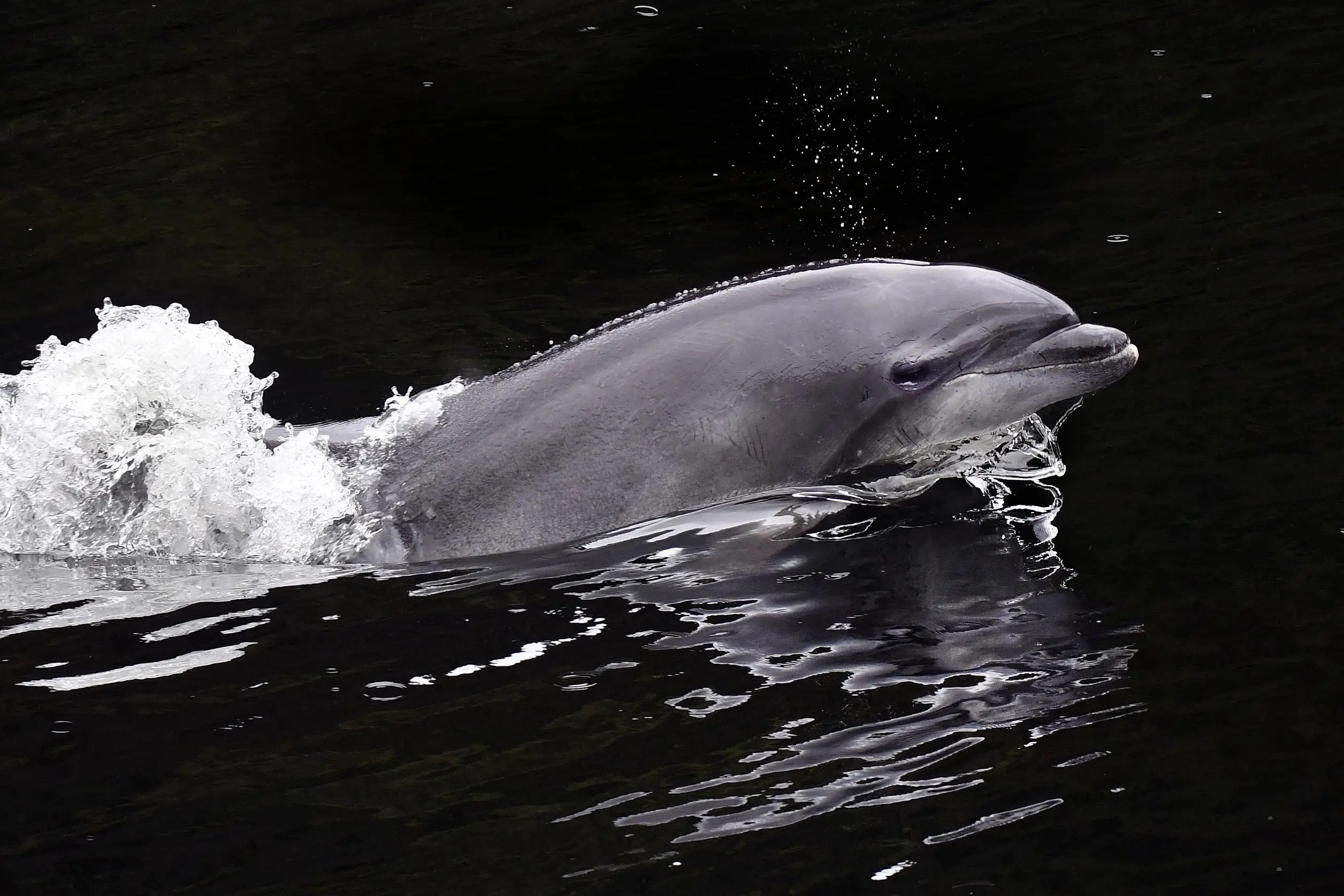 A bottlenose dolphin, likely from the resident Dusky Sound pod, spied at a safe distance from a Heritage Expeditions boat in Breaksea Sound, Fiordland last week. Photo: Stephen Jaquiery