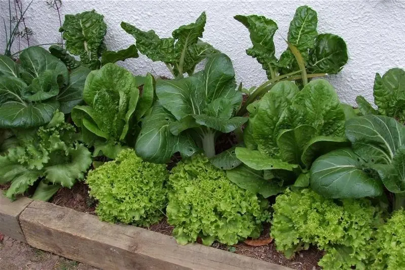 Silverbeet (rear), Chinese cabbage and lettuces (foreground) are all easy to grow. Photo: Gillian Vine.