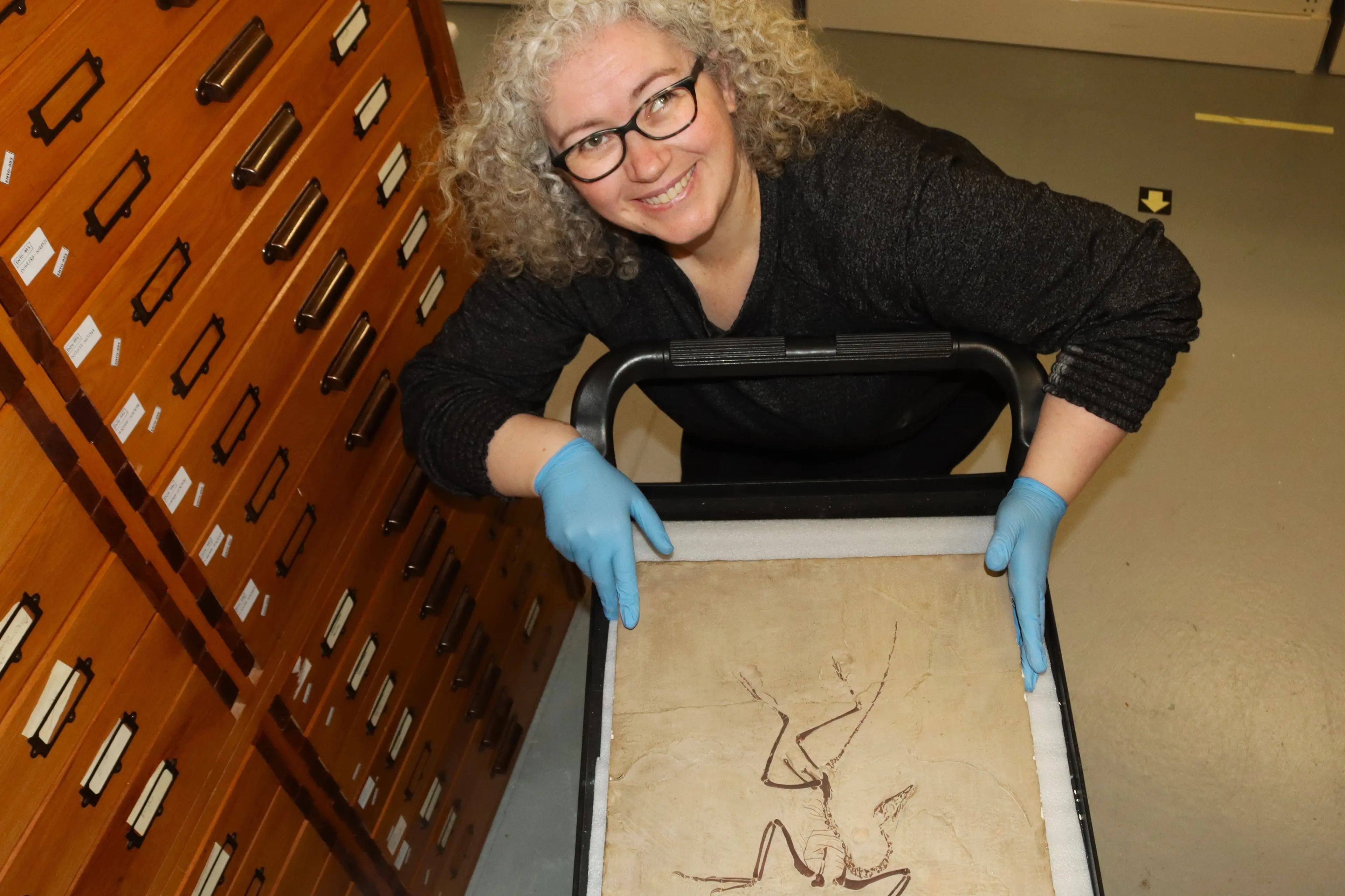 T\\u016Bhura Otago Museum natural science collection manager Cody Phillips shows a cast of an archaeopteryx that was made in the early 1800s from a 150-million-year-old fossil discovered in Solnhofen, Germany. Photo: Sam Henderson