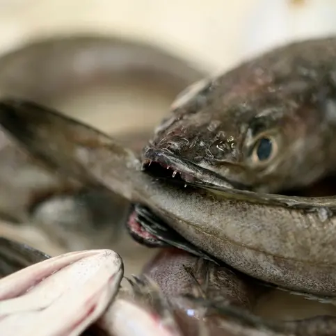 Man who left decapitated eels in neighbour’s letterbox fails to overturn conviction